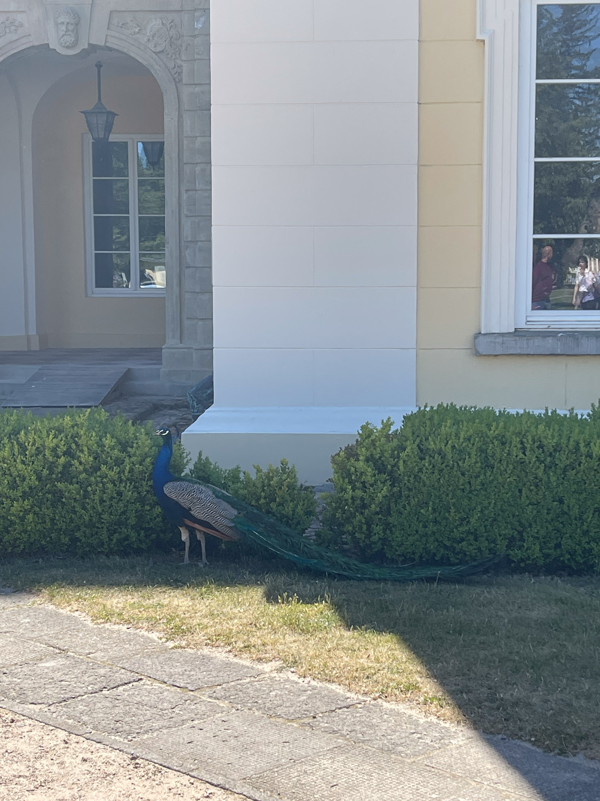 peacock in poland