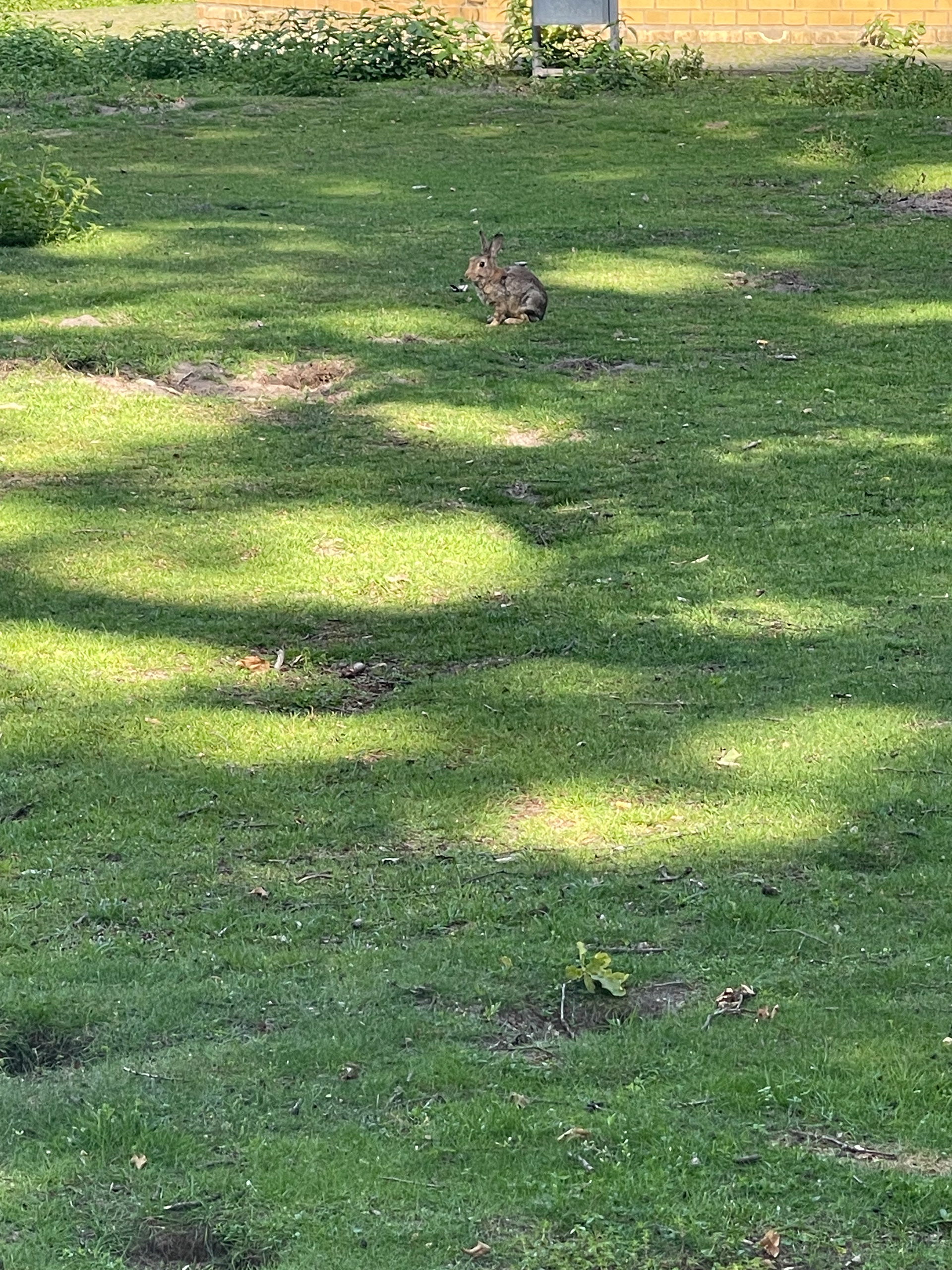 bunnies in berlin