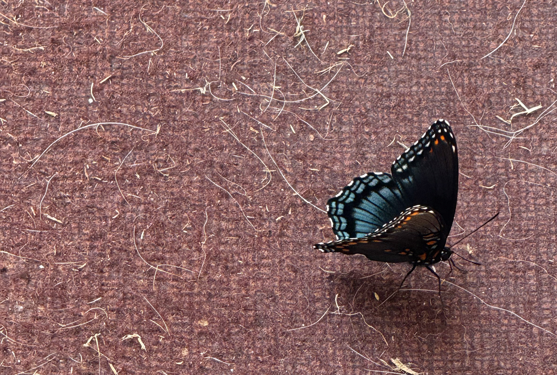 a butterfly