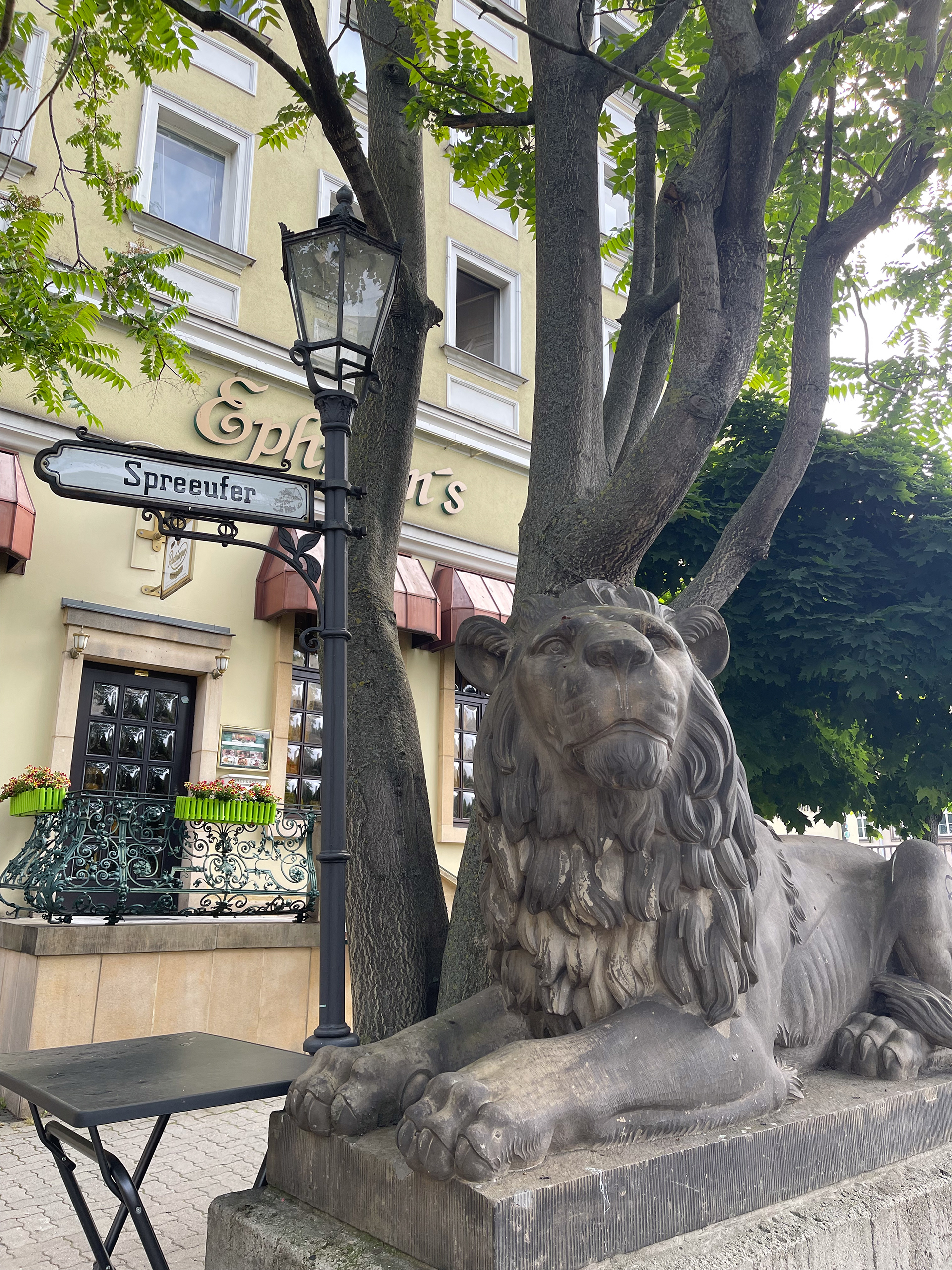 lion