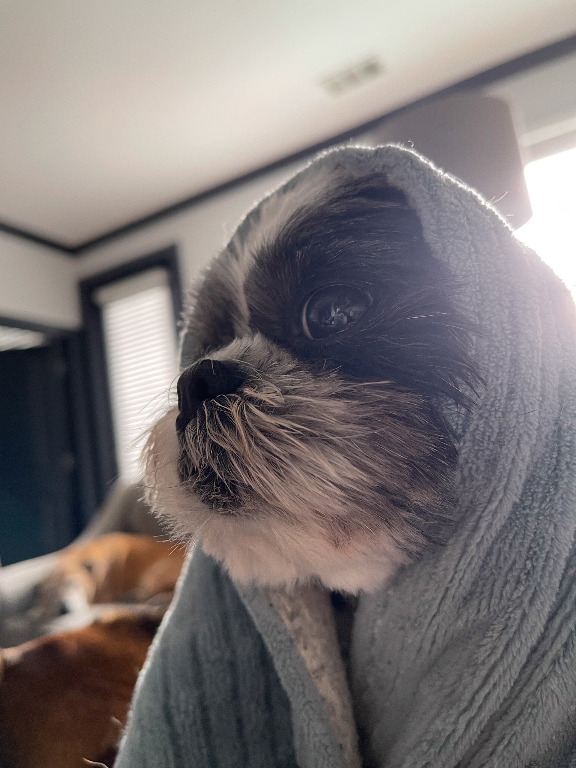 miko in blankie