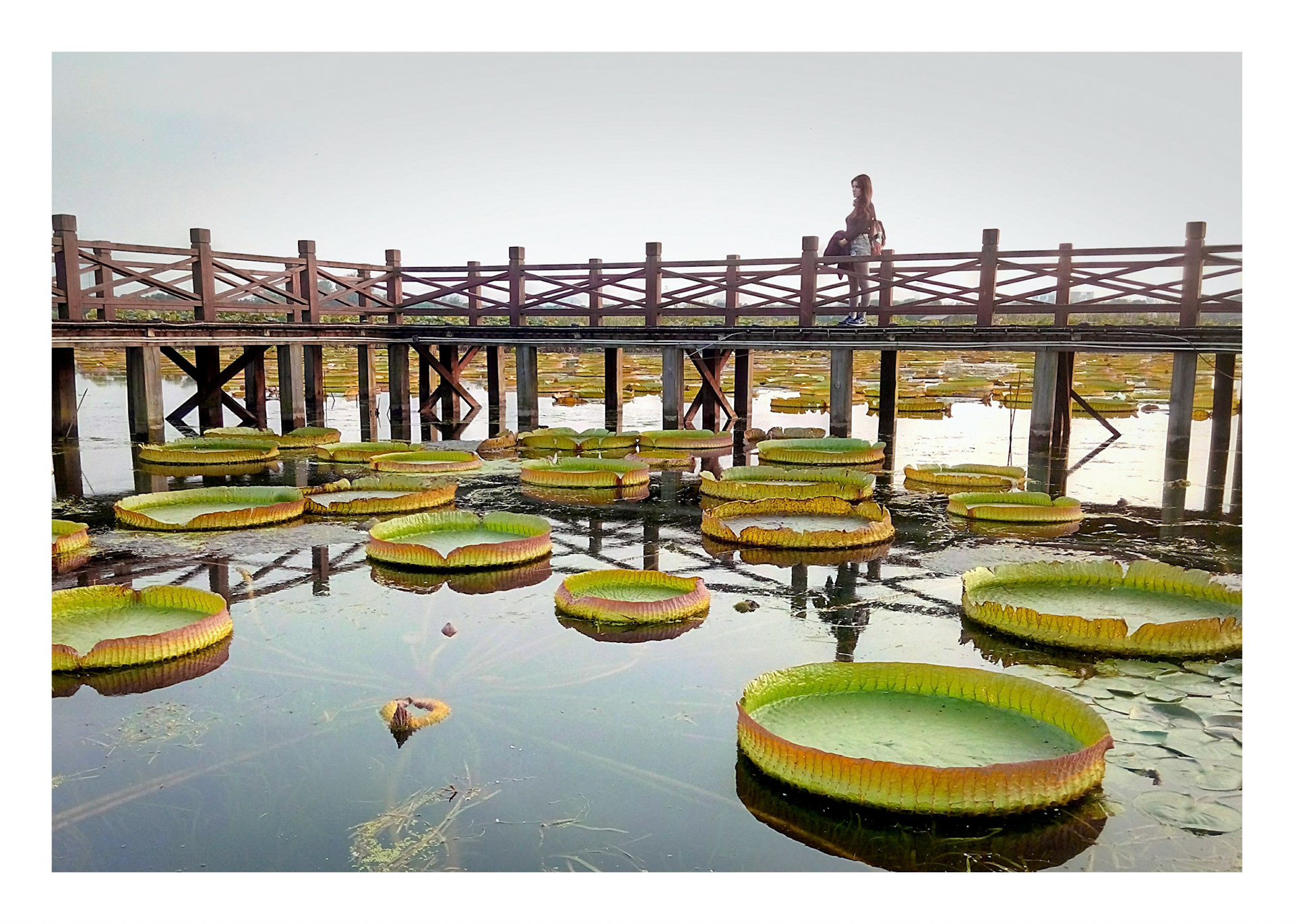 Lotus Pond
