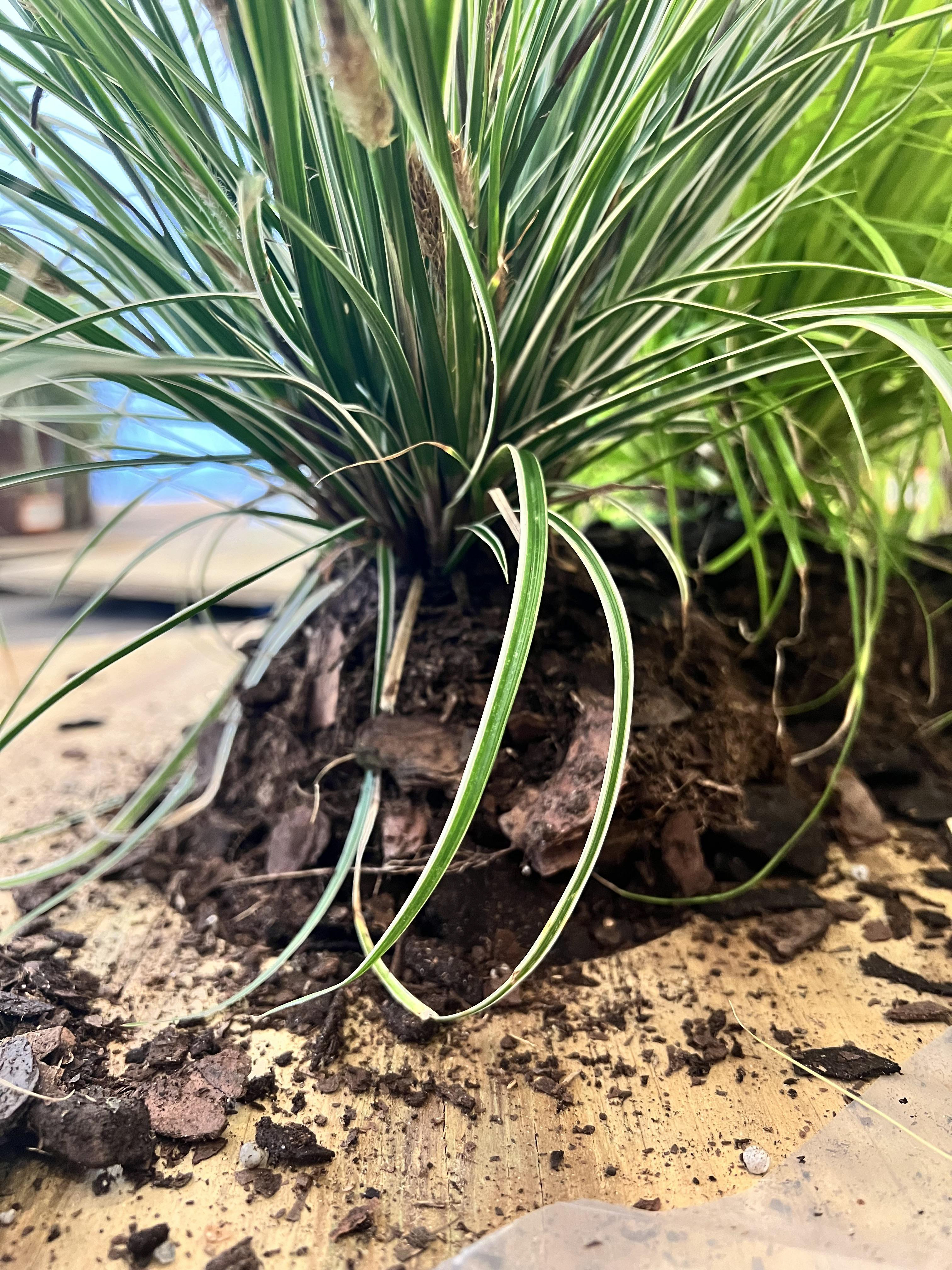 Exhibition Setup Process: Planting