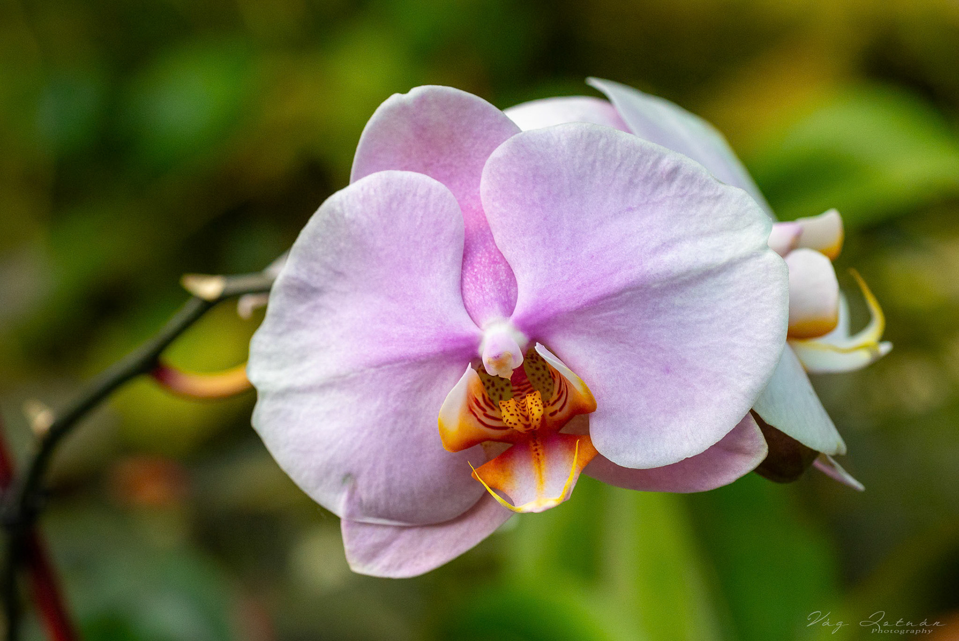 Orchidea - Fűvészkert