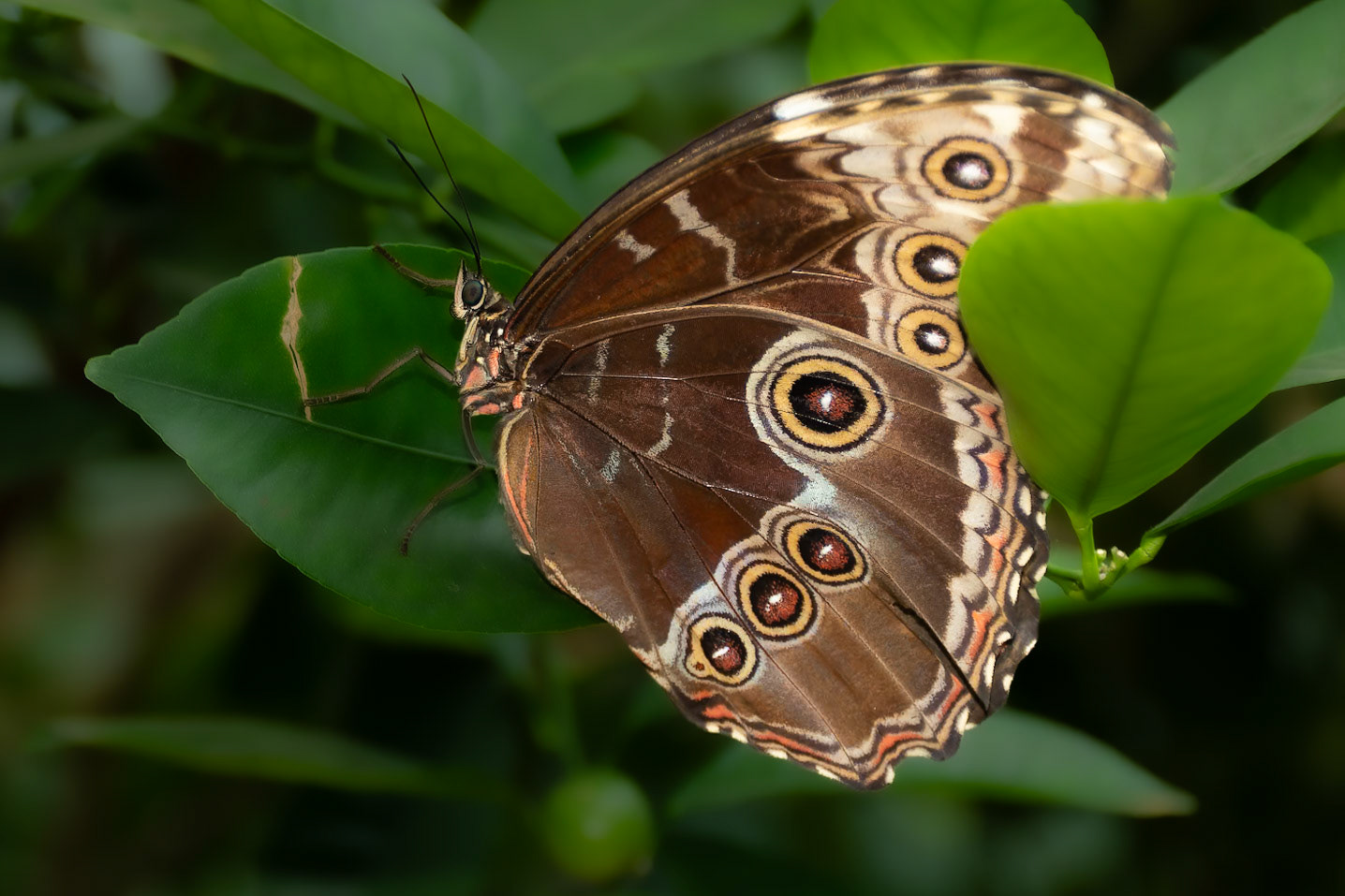 Azúrlepke (Morpho peleides)