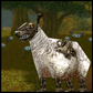 My forum avatar, Machkhan