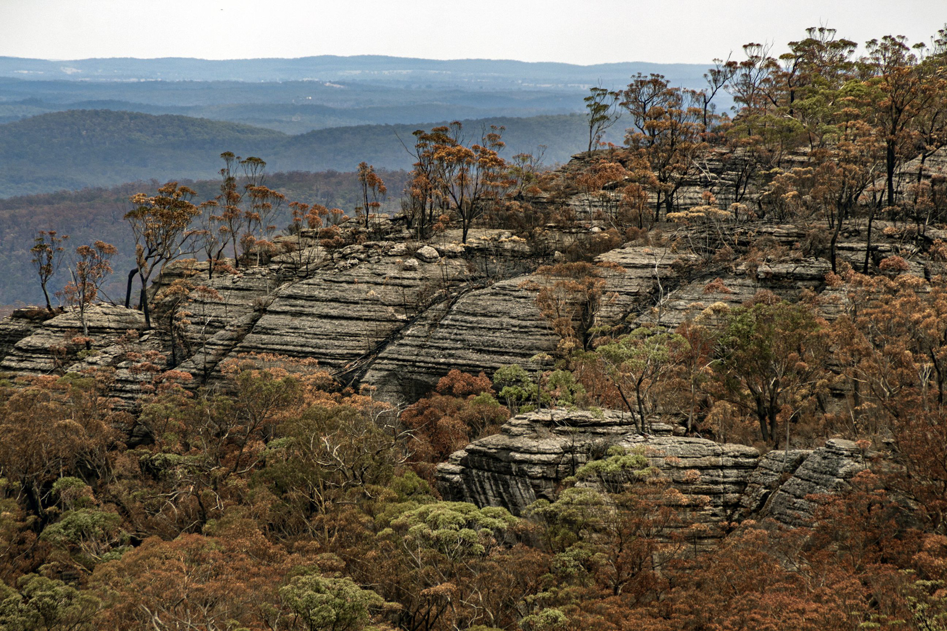 Yerriyong State Forest