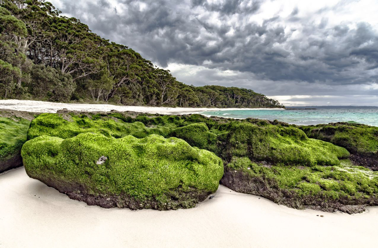 Moss at Murrays Beach