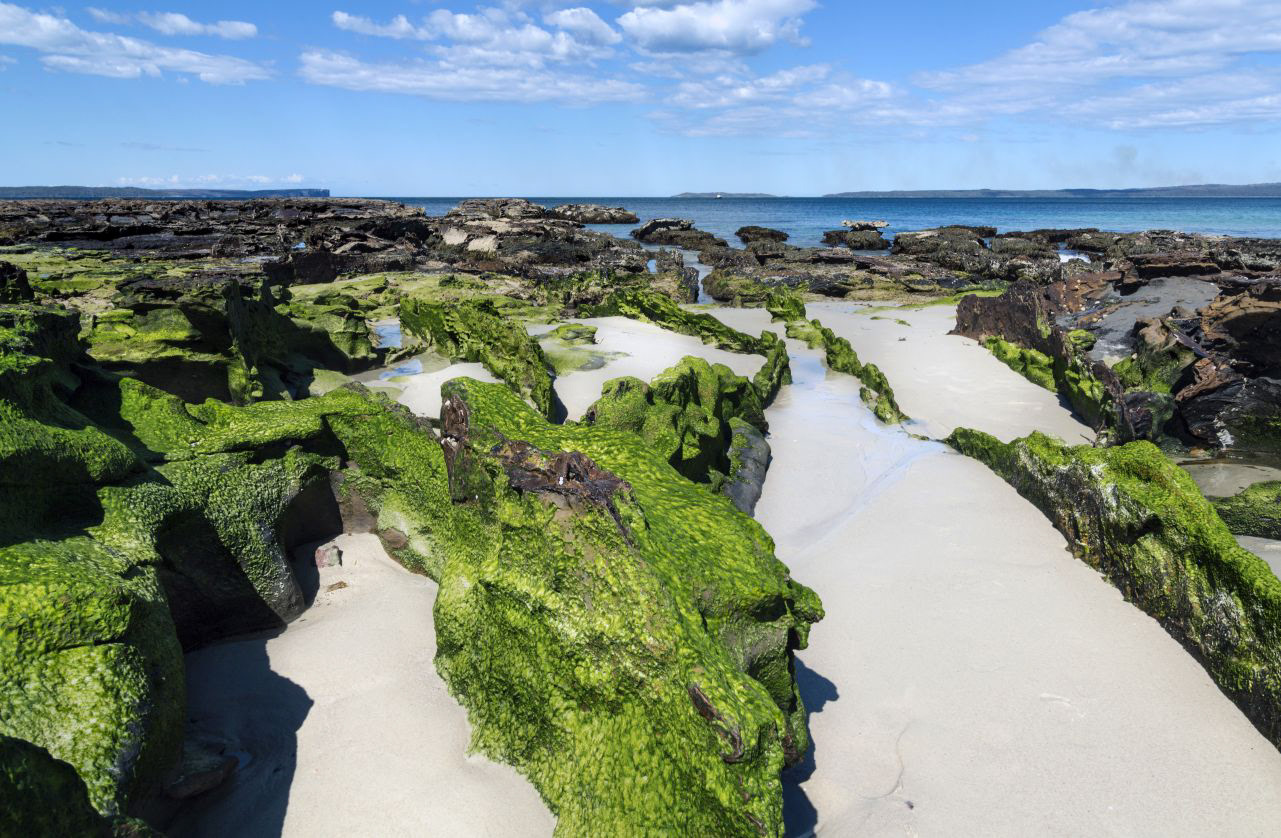 Moss, Plantation Point