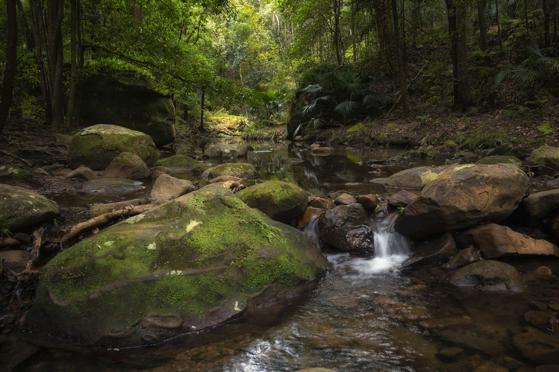 Macquarie Pass Rivulet 21