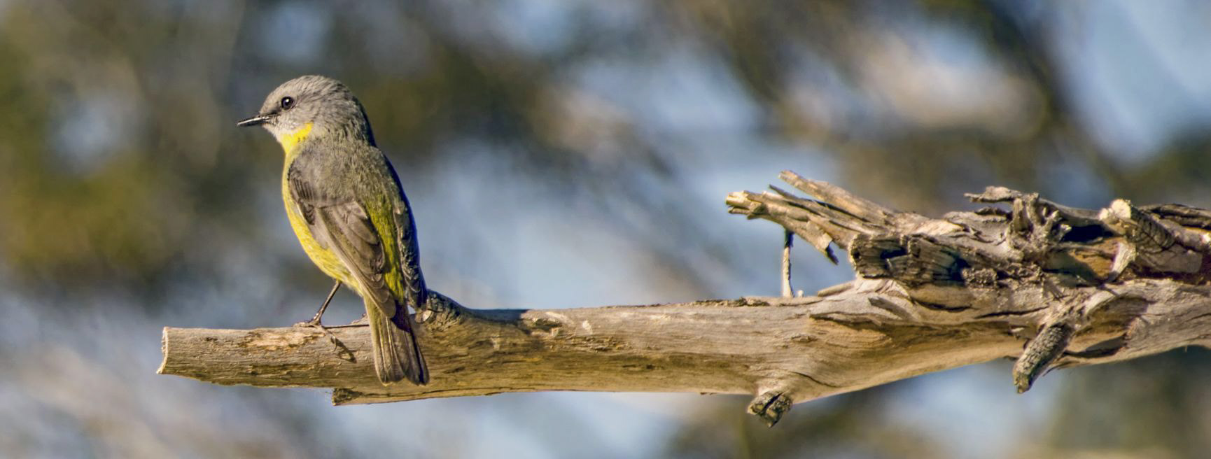 Eastern Yellow Robin