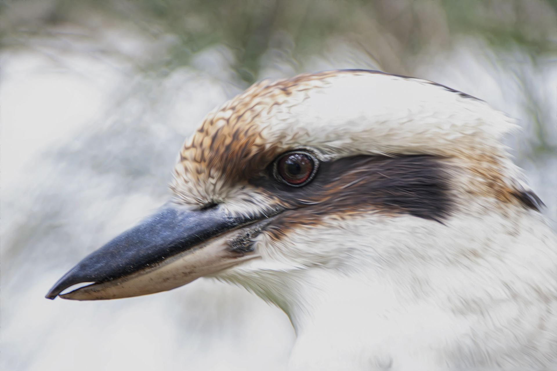 Kookaburra