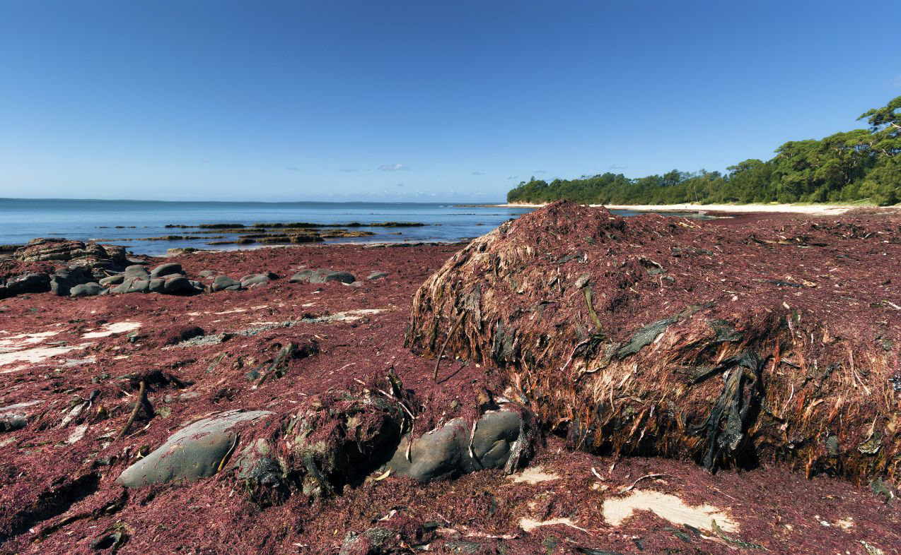 Red Kelp.