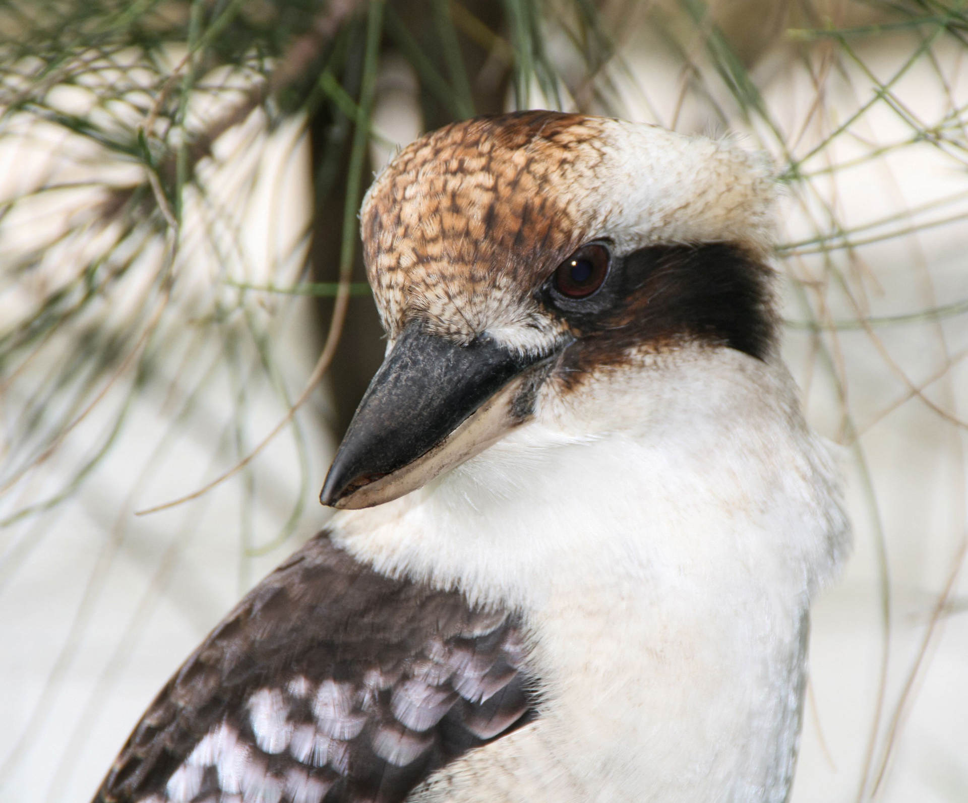 Kookaburra 3
