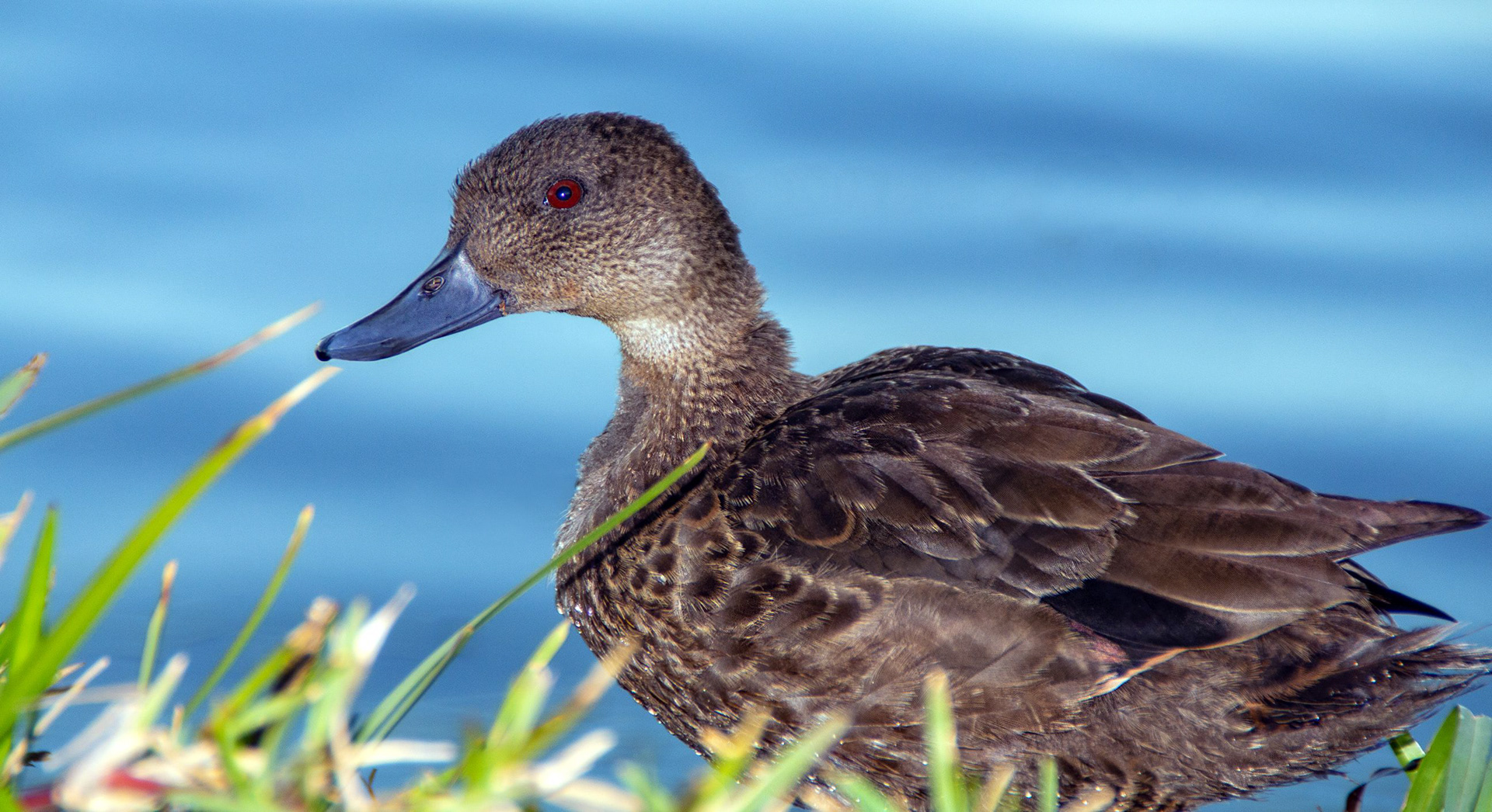 Ducky