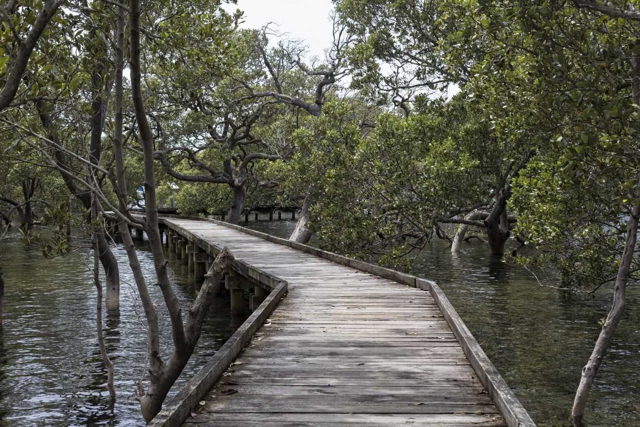 Mangroves