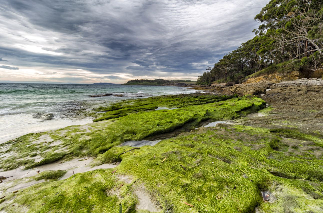 Moss at Murrays beach