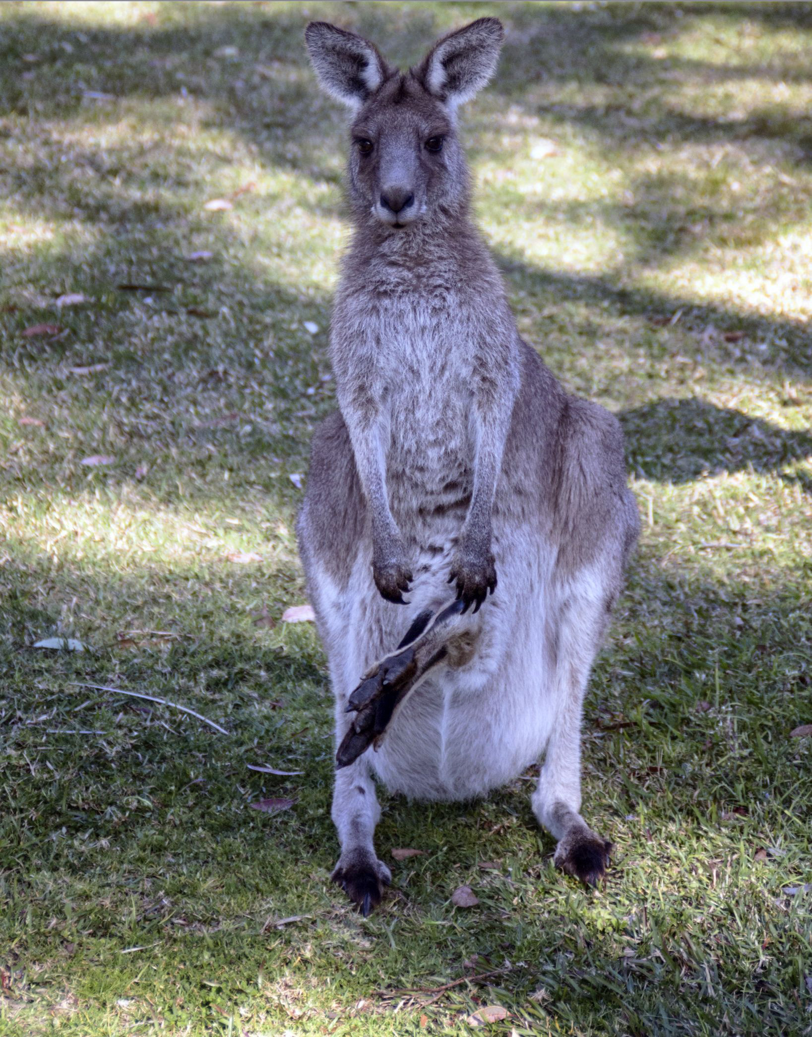 Female with joey in pouch 2