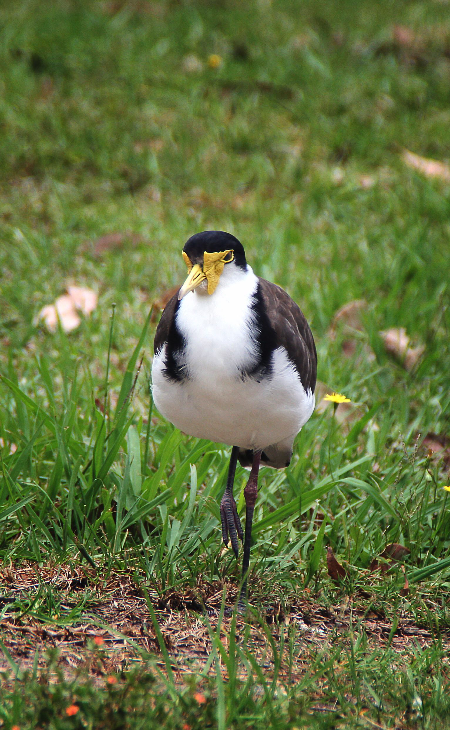 The Plover