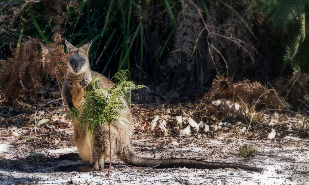 Swamp Wallaby