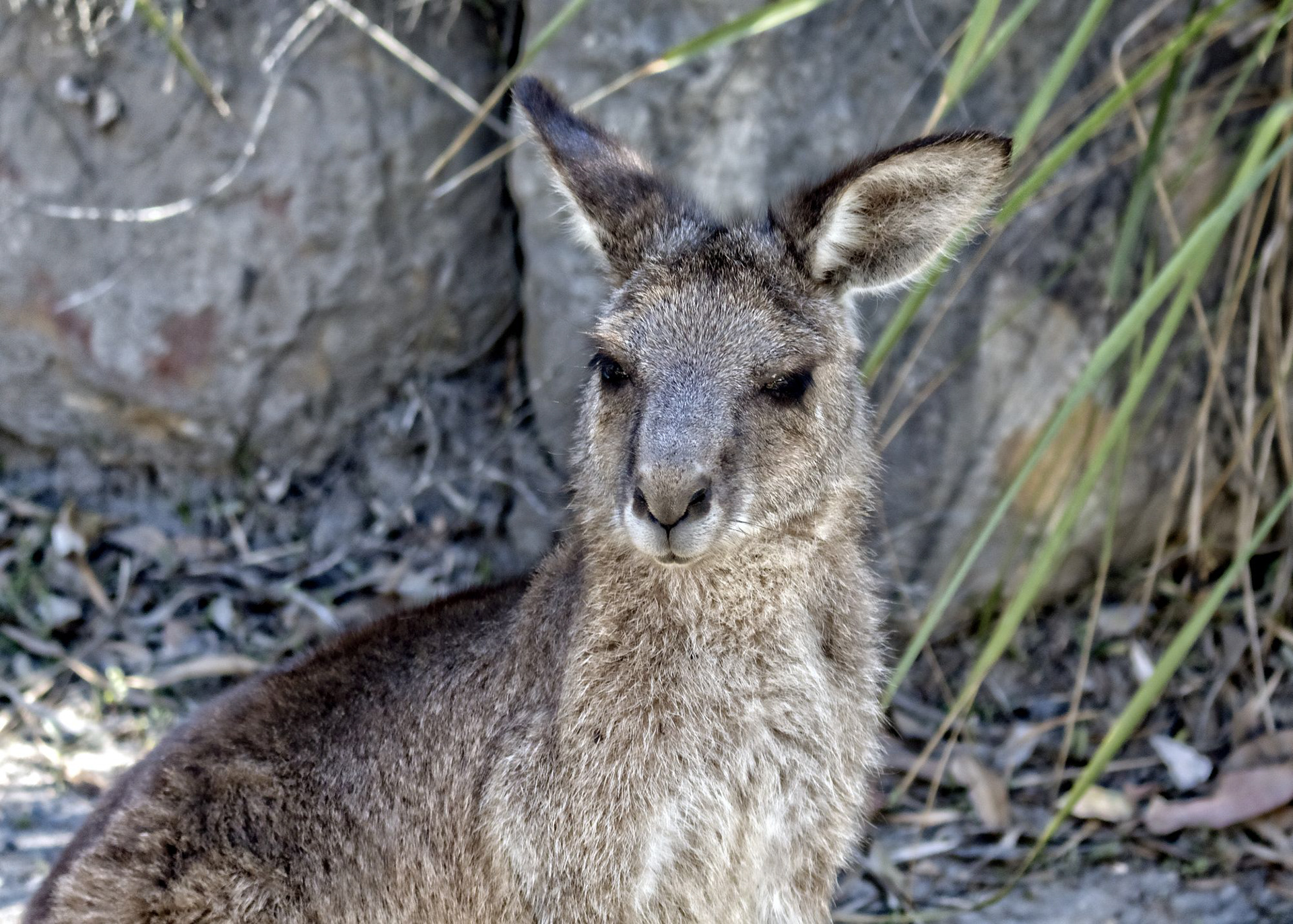 Kangaroo