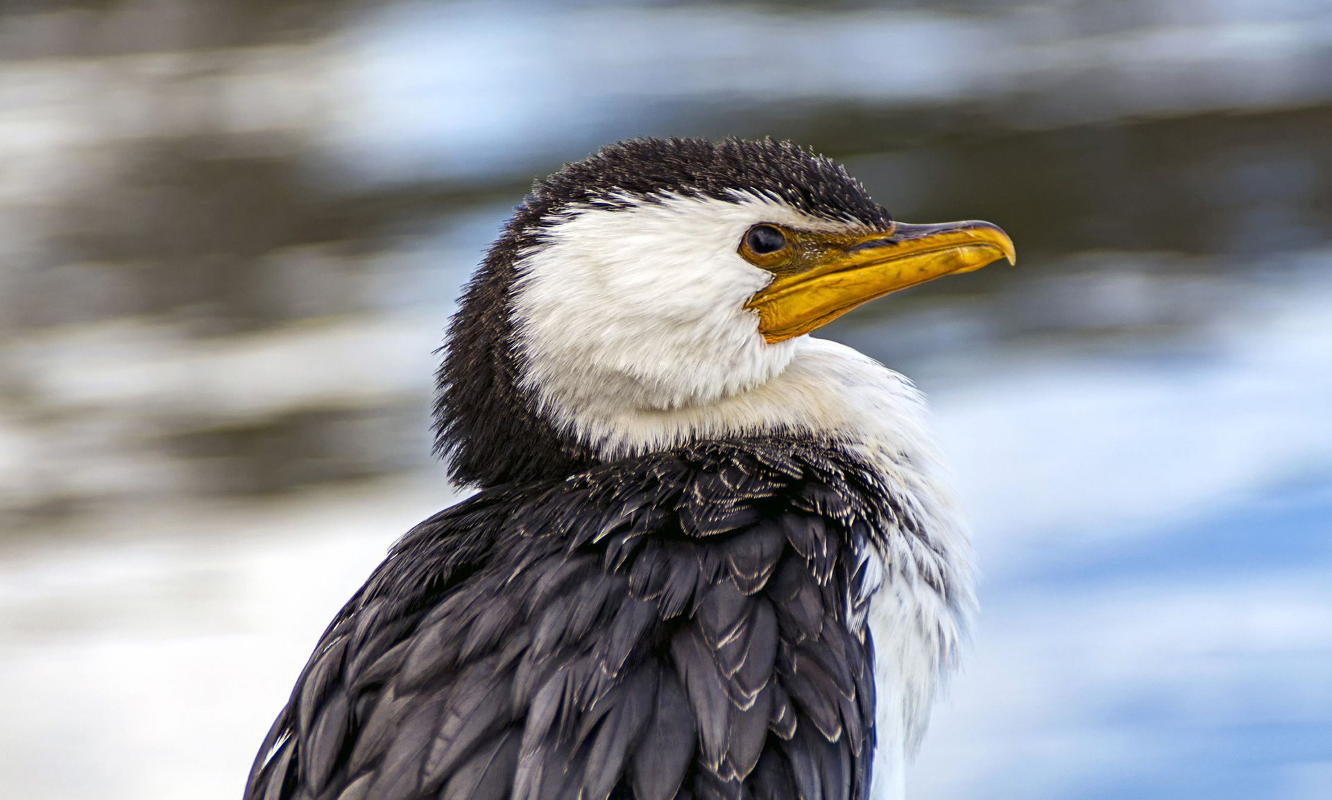 Little pied cormorant 1