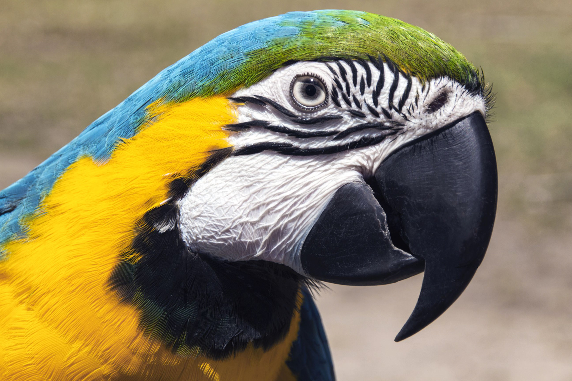 Molly the Macaw
