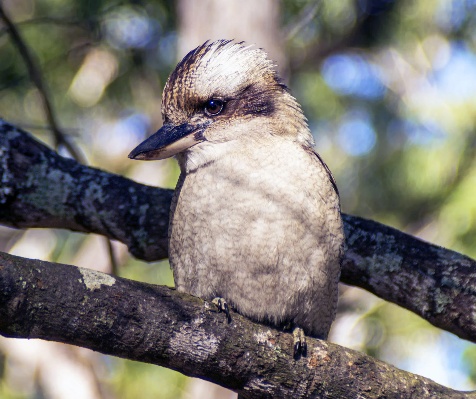Baby Laughing kookaburra 1