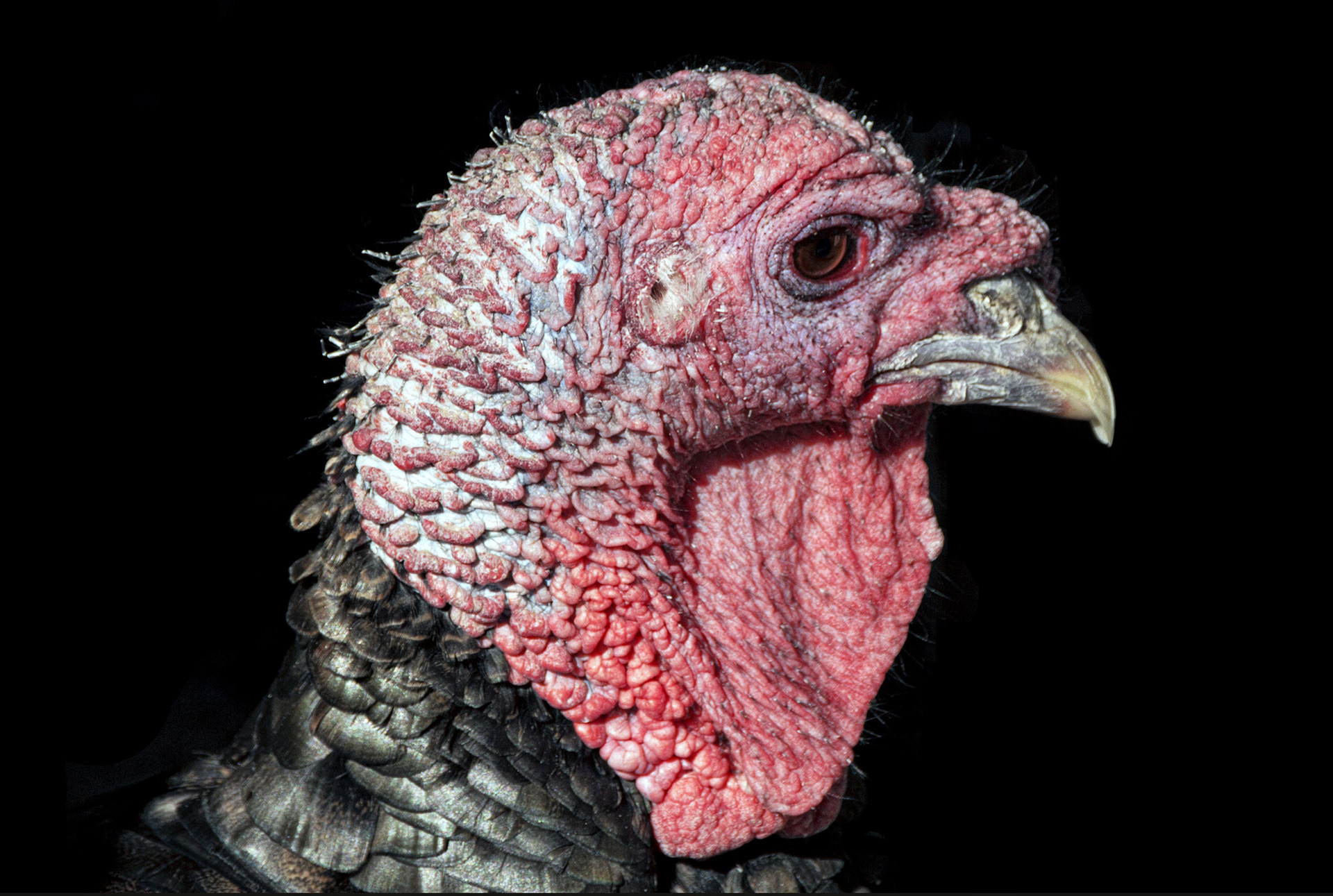 turkey