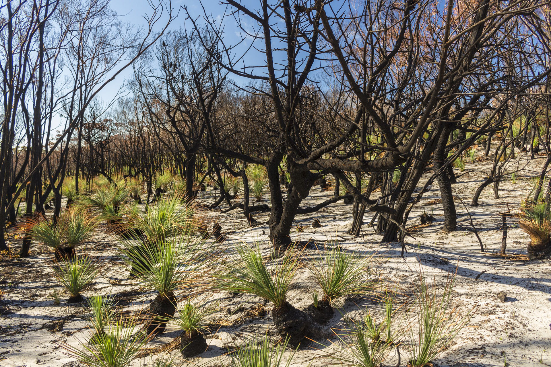The Black Boys Signal Life 