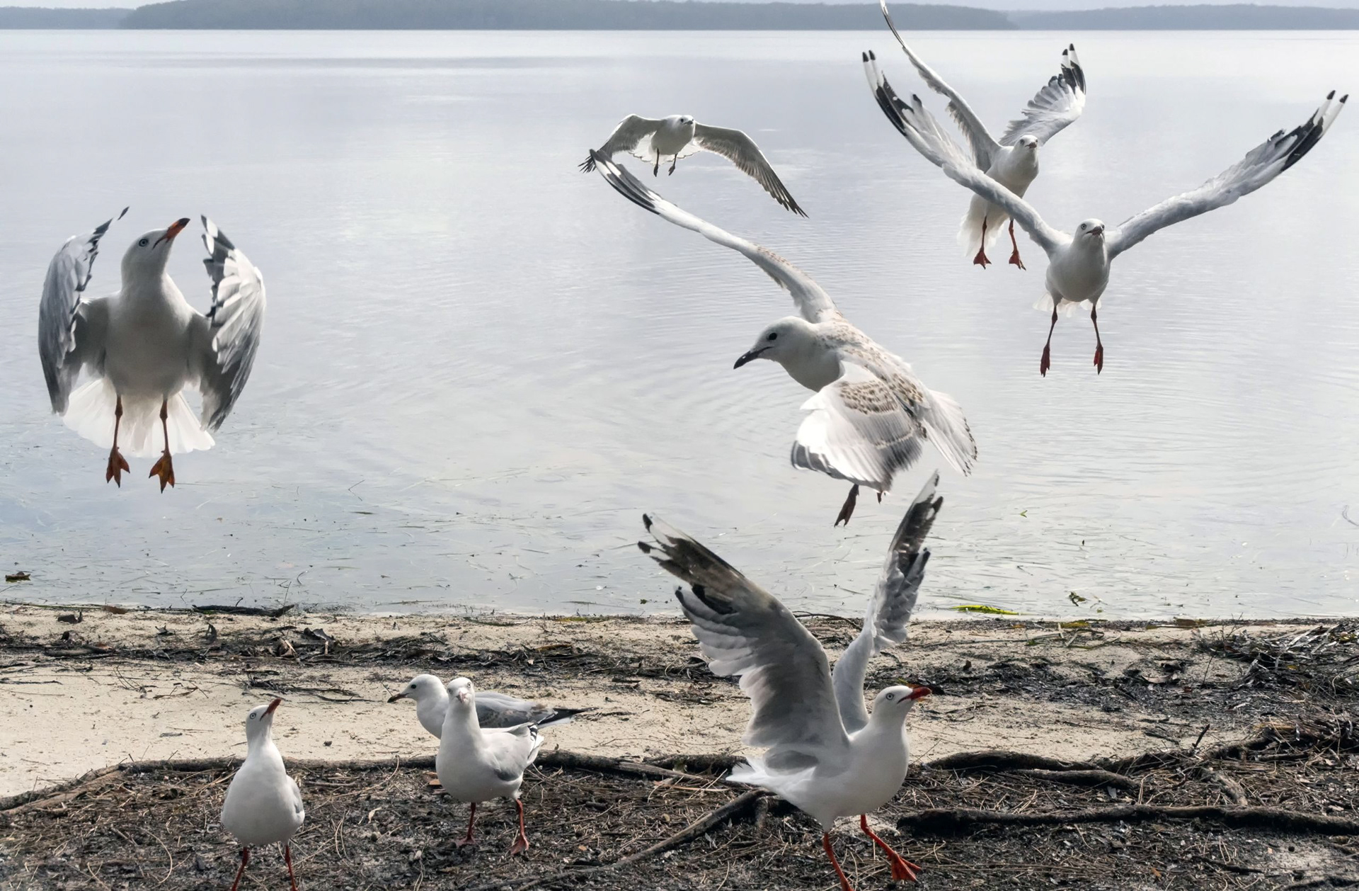 Seagulls in flight