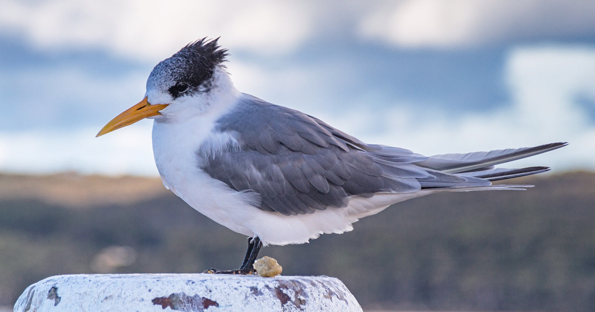 Greater Crested Tern