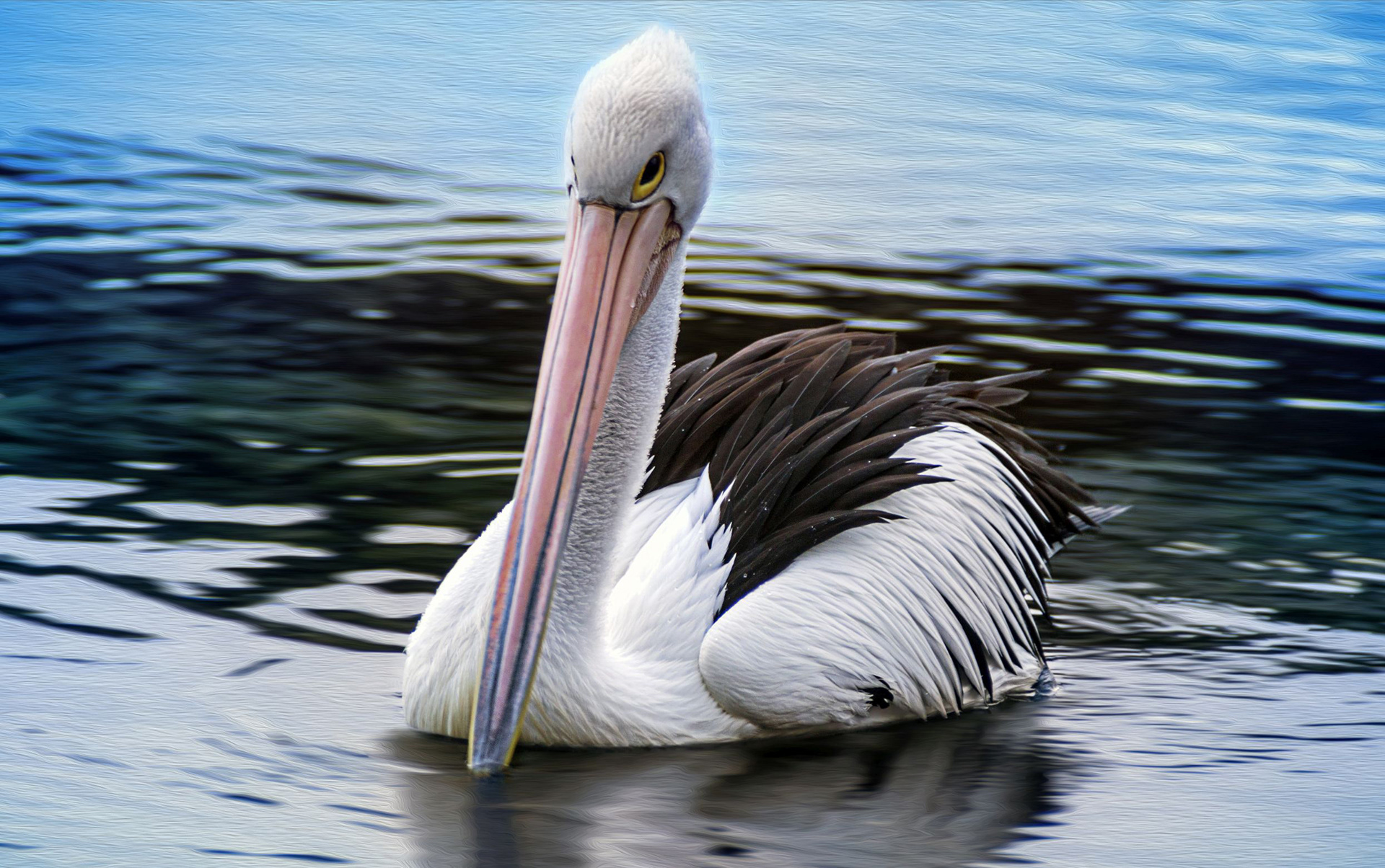 Mr Pelican