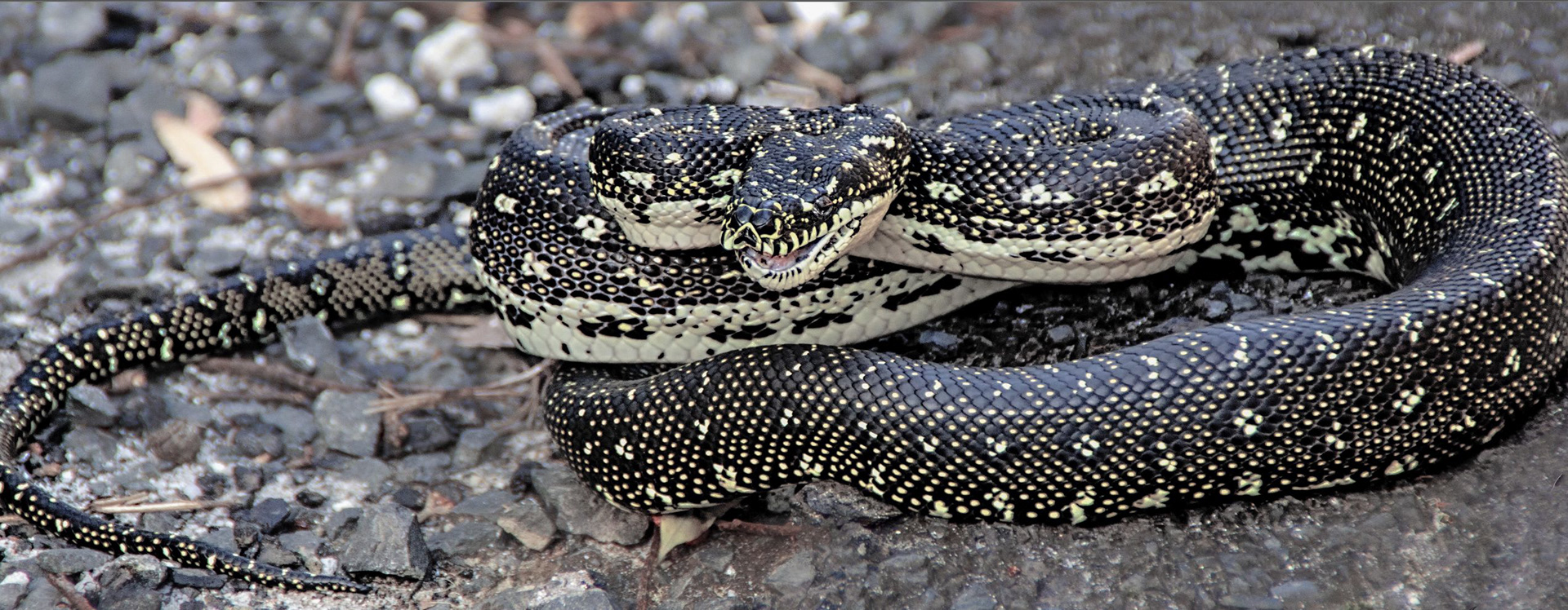 Diamond Python