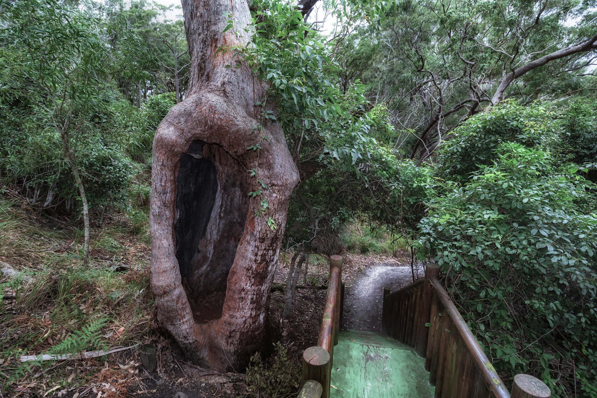 The Woman Tree