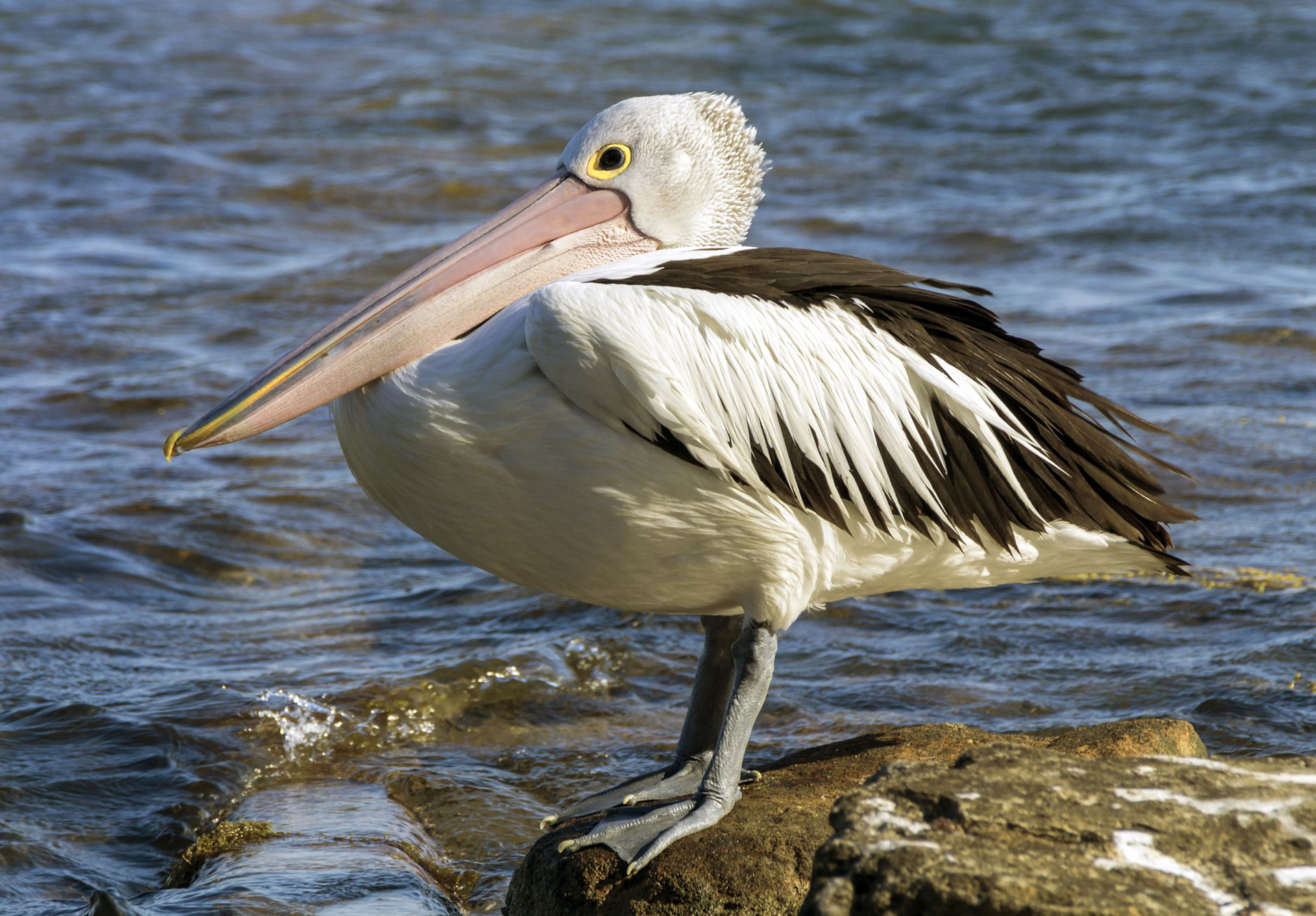 Mr Pelican