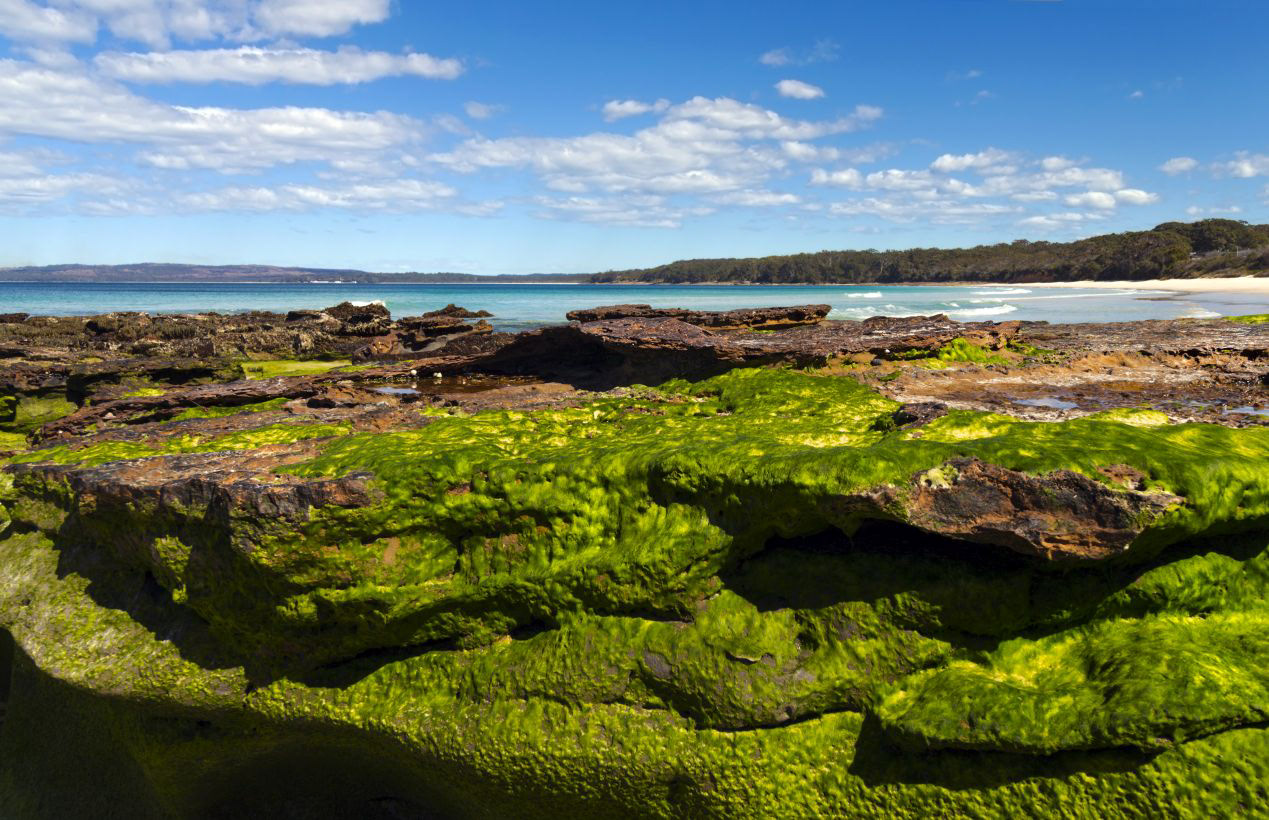 Electric Green Moss