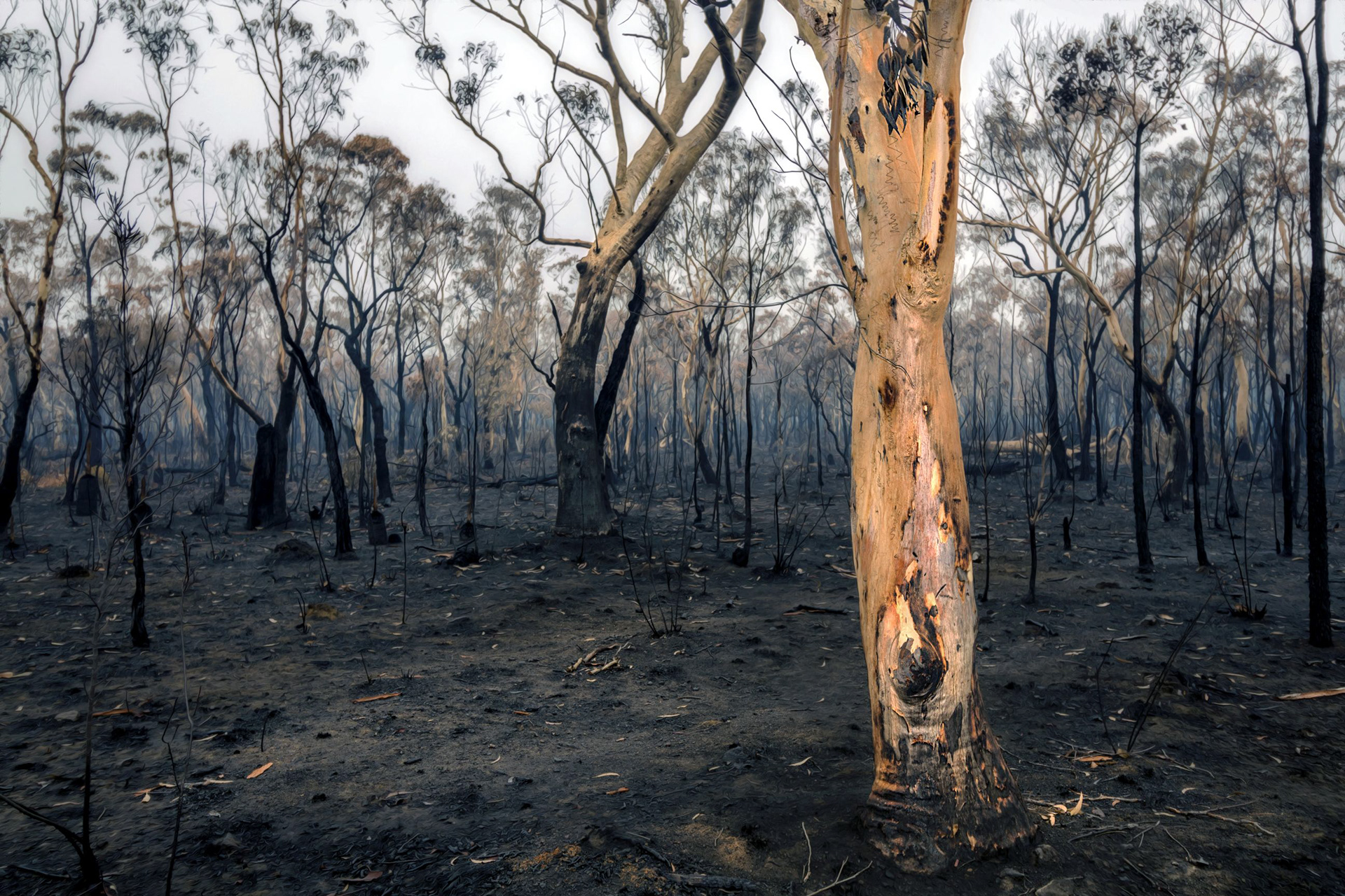 Landscape Incinerated