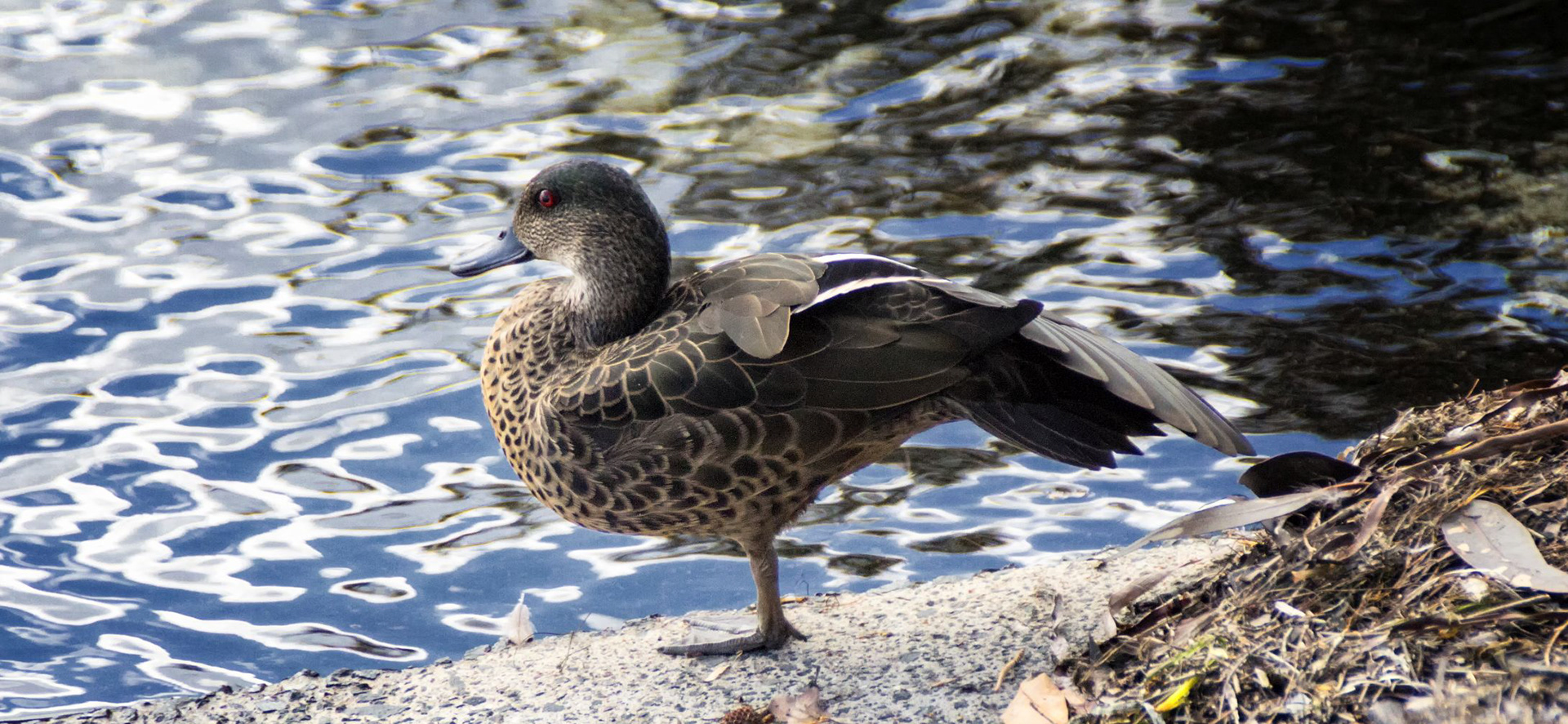 Duck 2