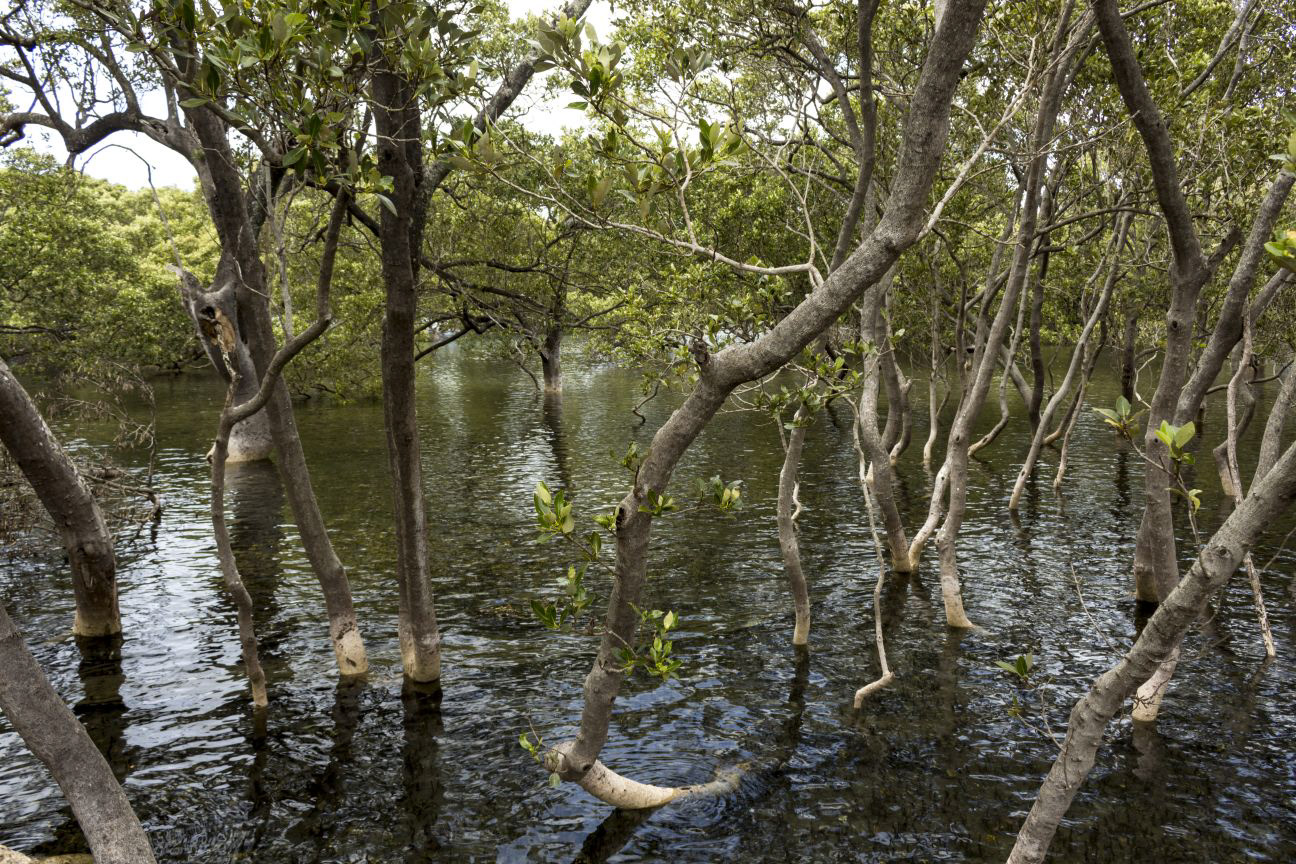 Mangroves