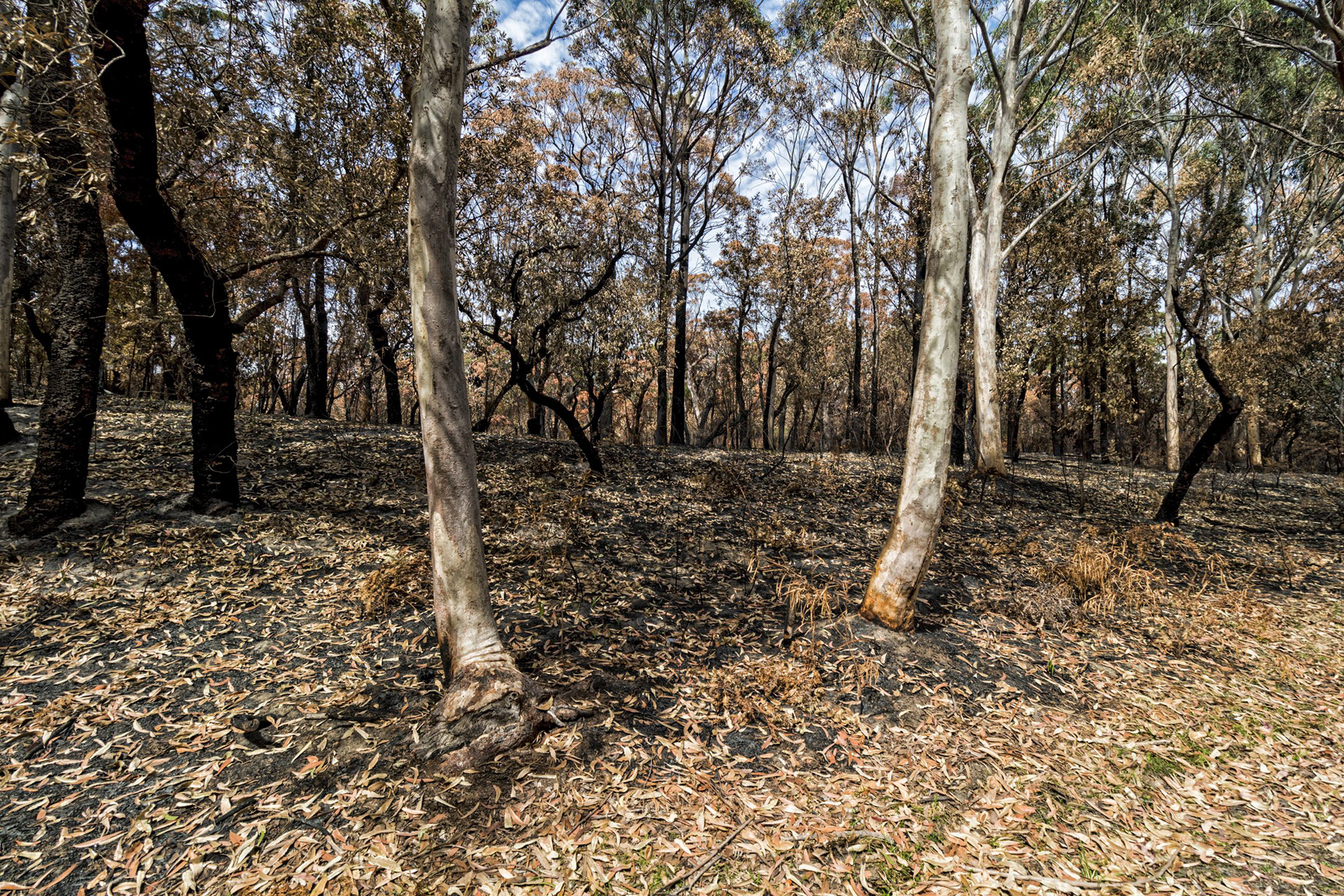 Booderee The Aftermath 1