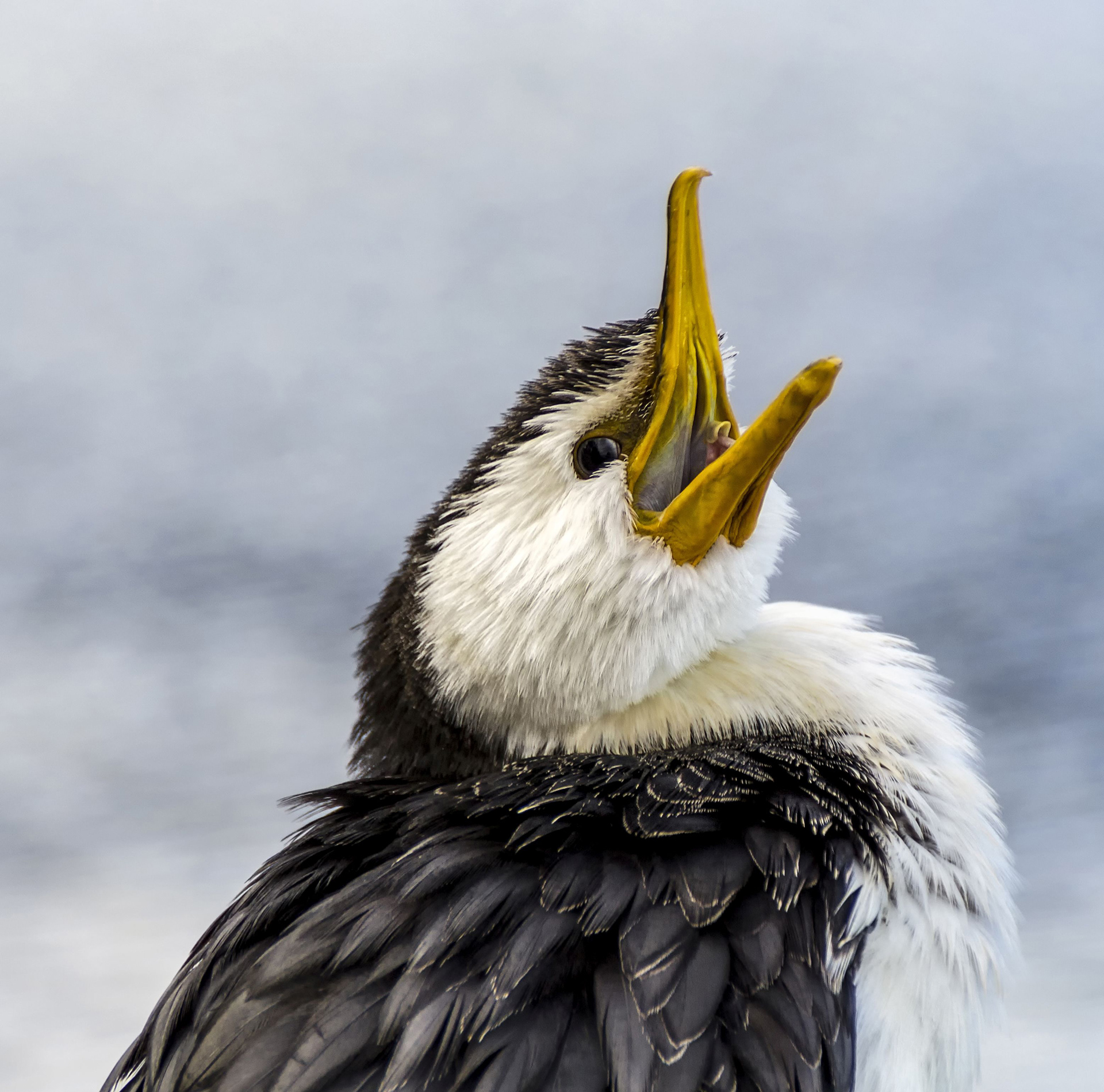 Little pied cormorant 