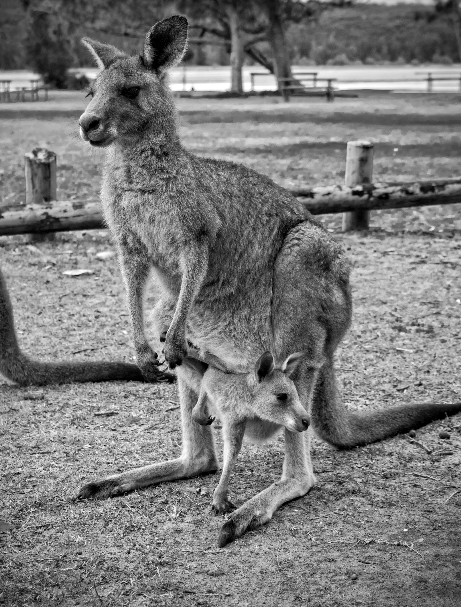 Mum and Joey