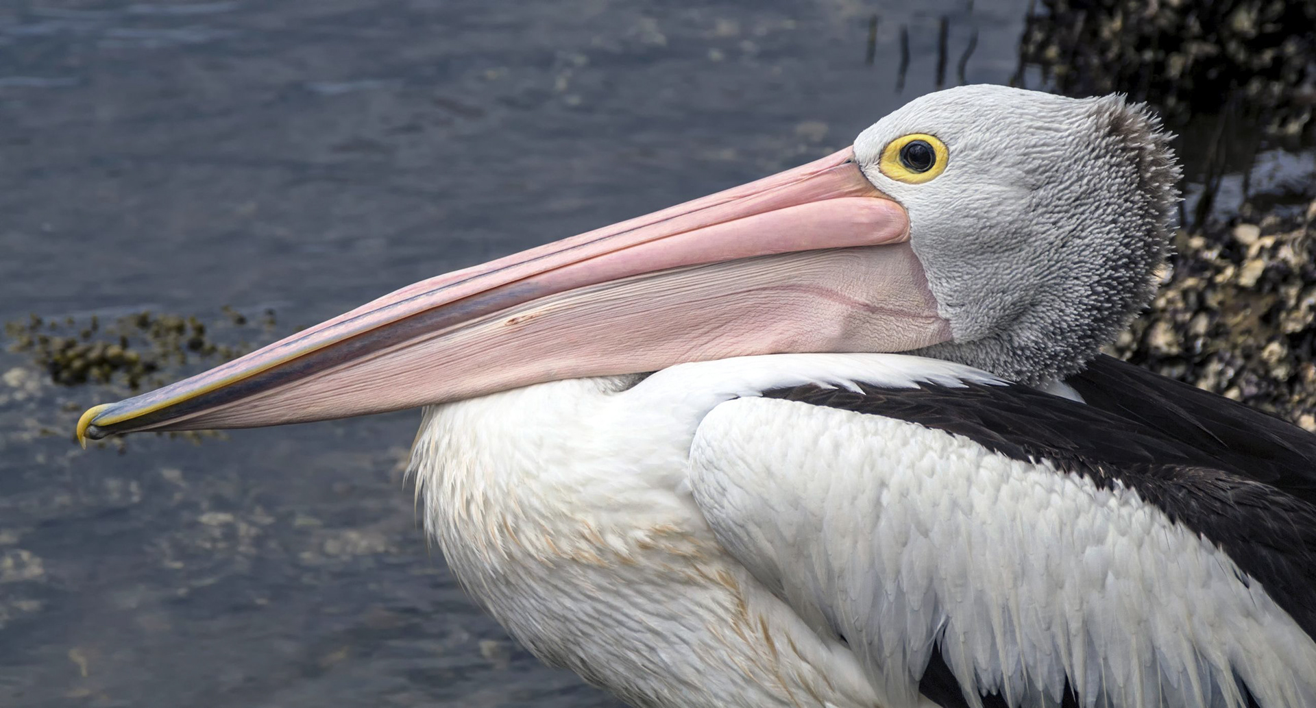 Pelican Portrait 1