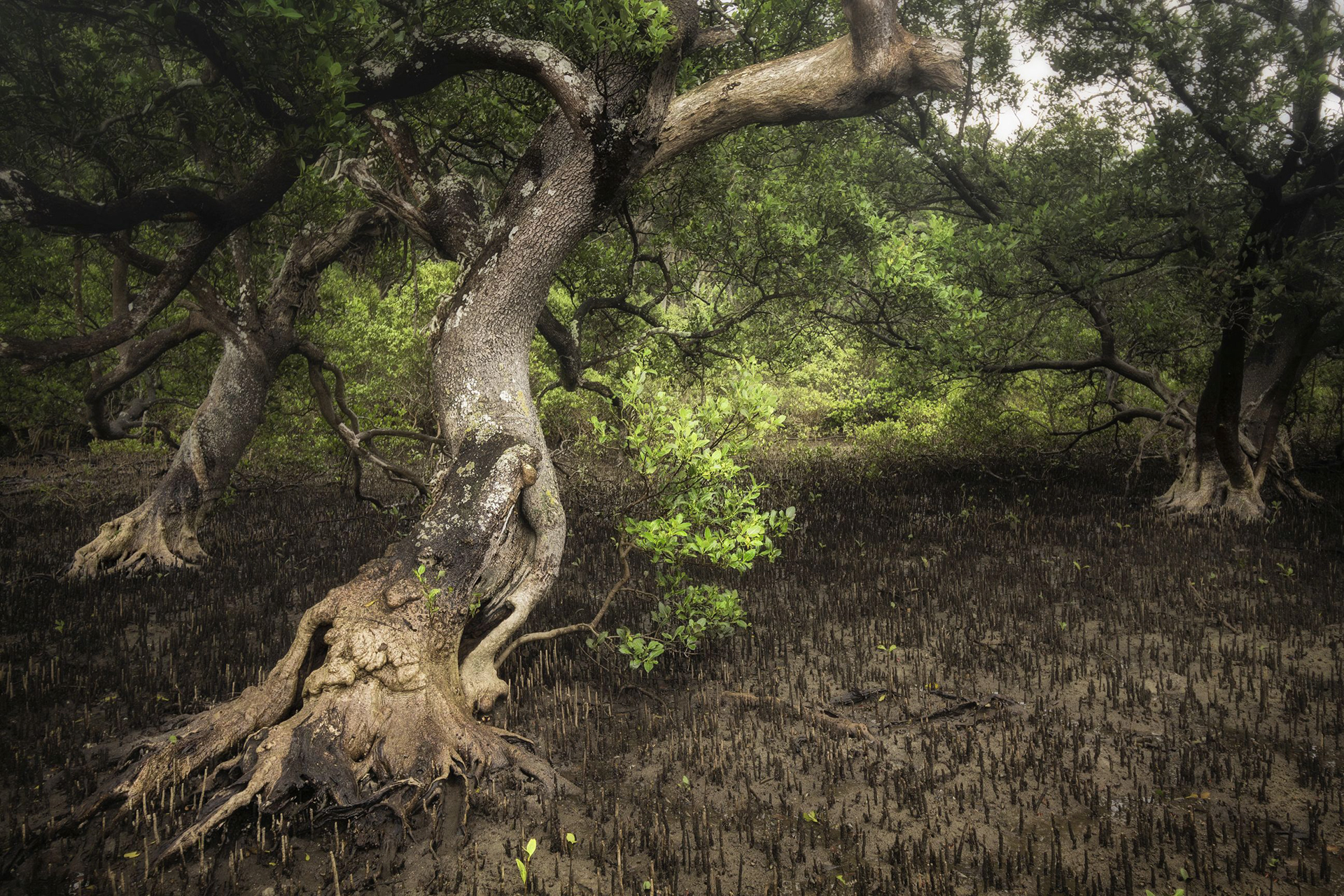 Low Tide in the Mangroves
