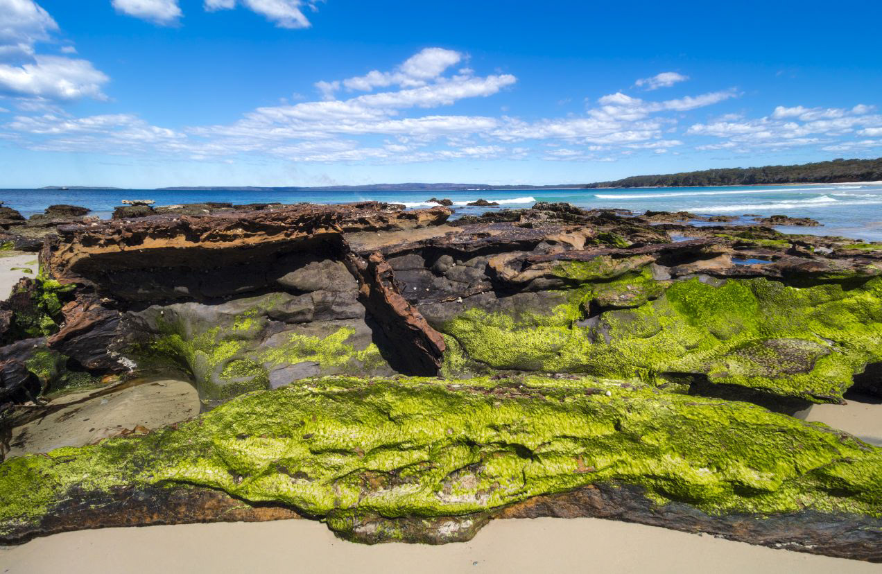 Moss at plantation Point