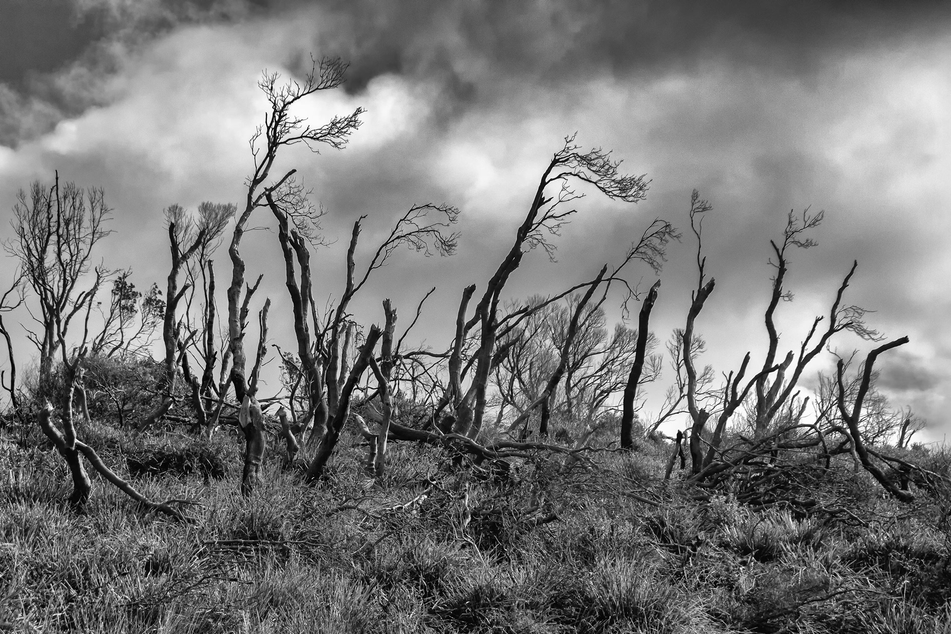 Dead Trees