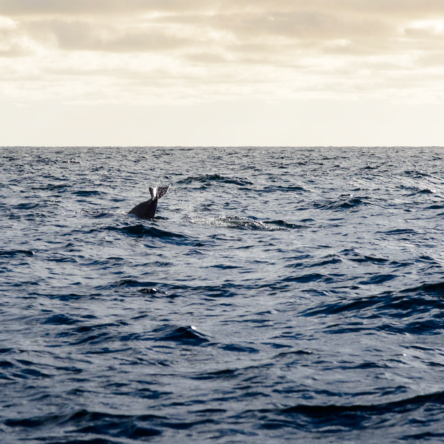 Photo by: Thilo Volberg (www.thiuda.com)