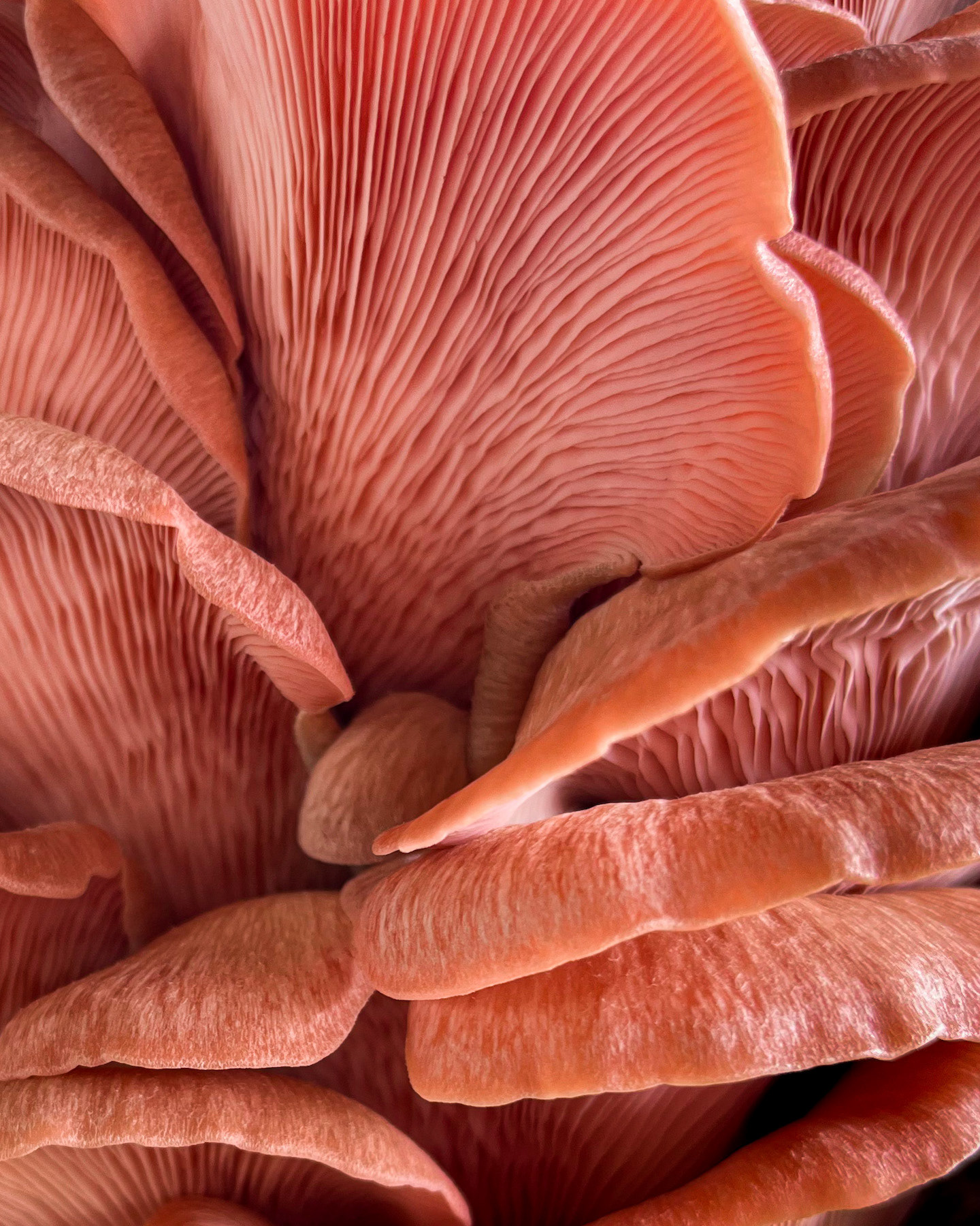 A food photography pink oyster mushroom close up image, made by Kata Endrodi, a food photographer in Montreal
