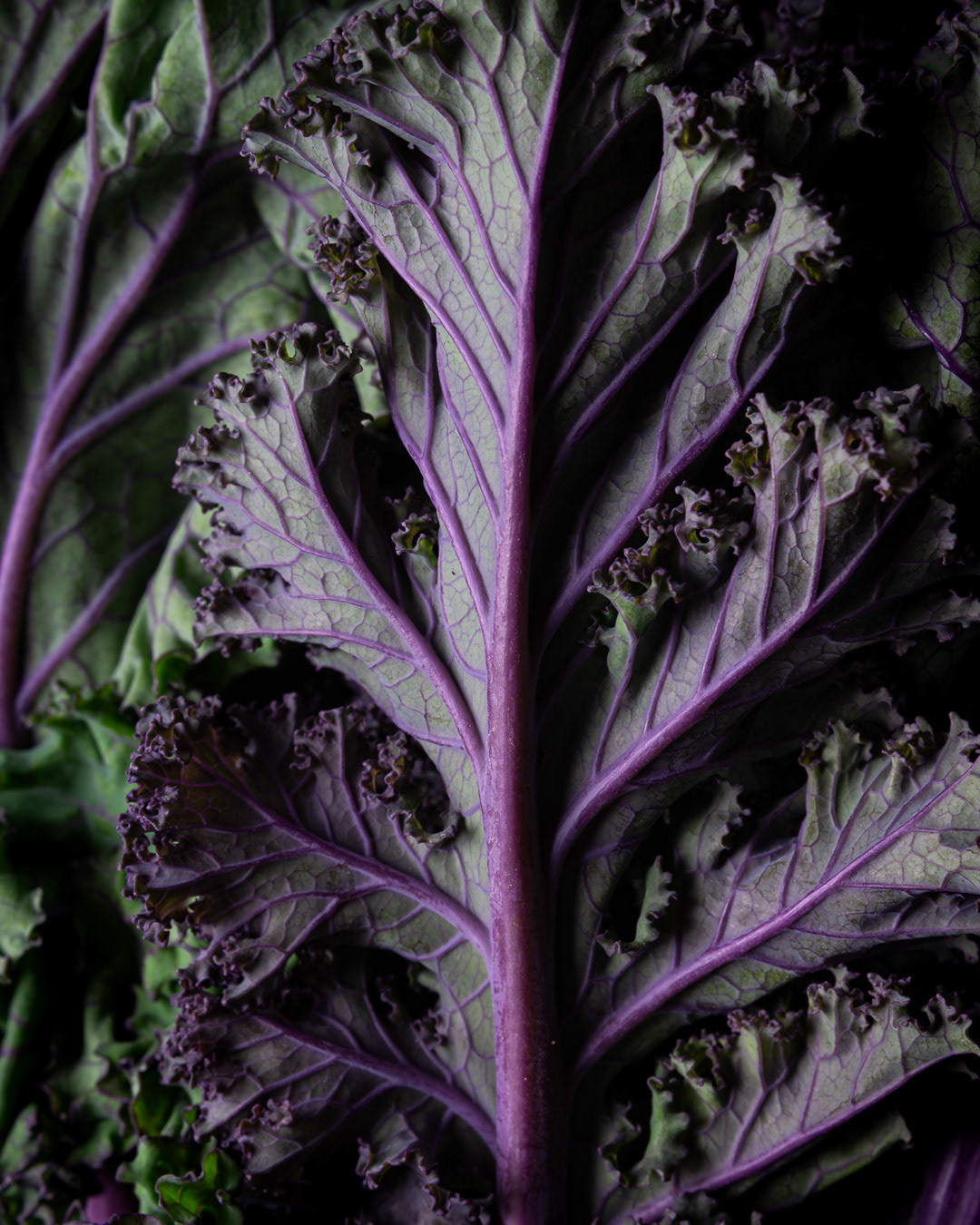A food photography purple kale close up image, made by Kata Endrodi, a food photographer in Montreal